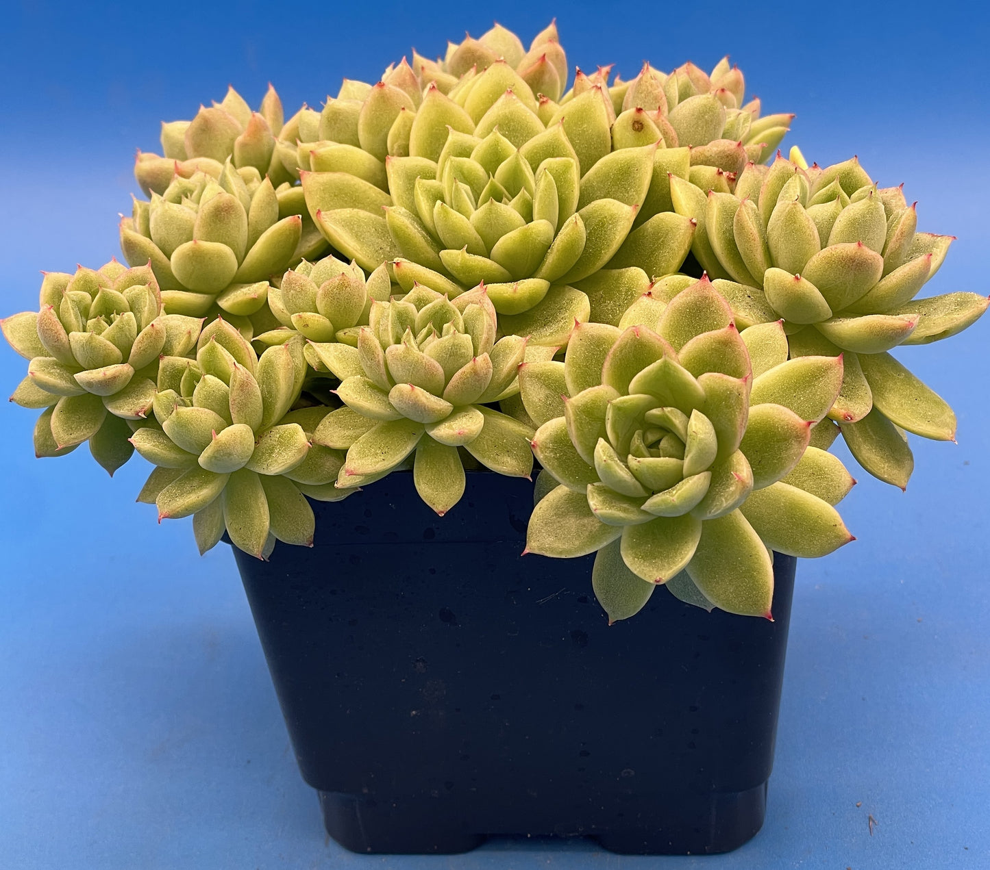 Echeveria Lucidum 'Roman' - Hens And Chicks - Makes Pups! Grown in 4.5” pot (C)