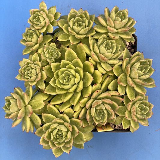 Echeveria Lucidum 'Roman' - Hens And Chicks - Makes Pups! Grown in 4.5” pot (C)