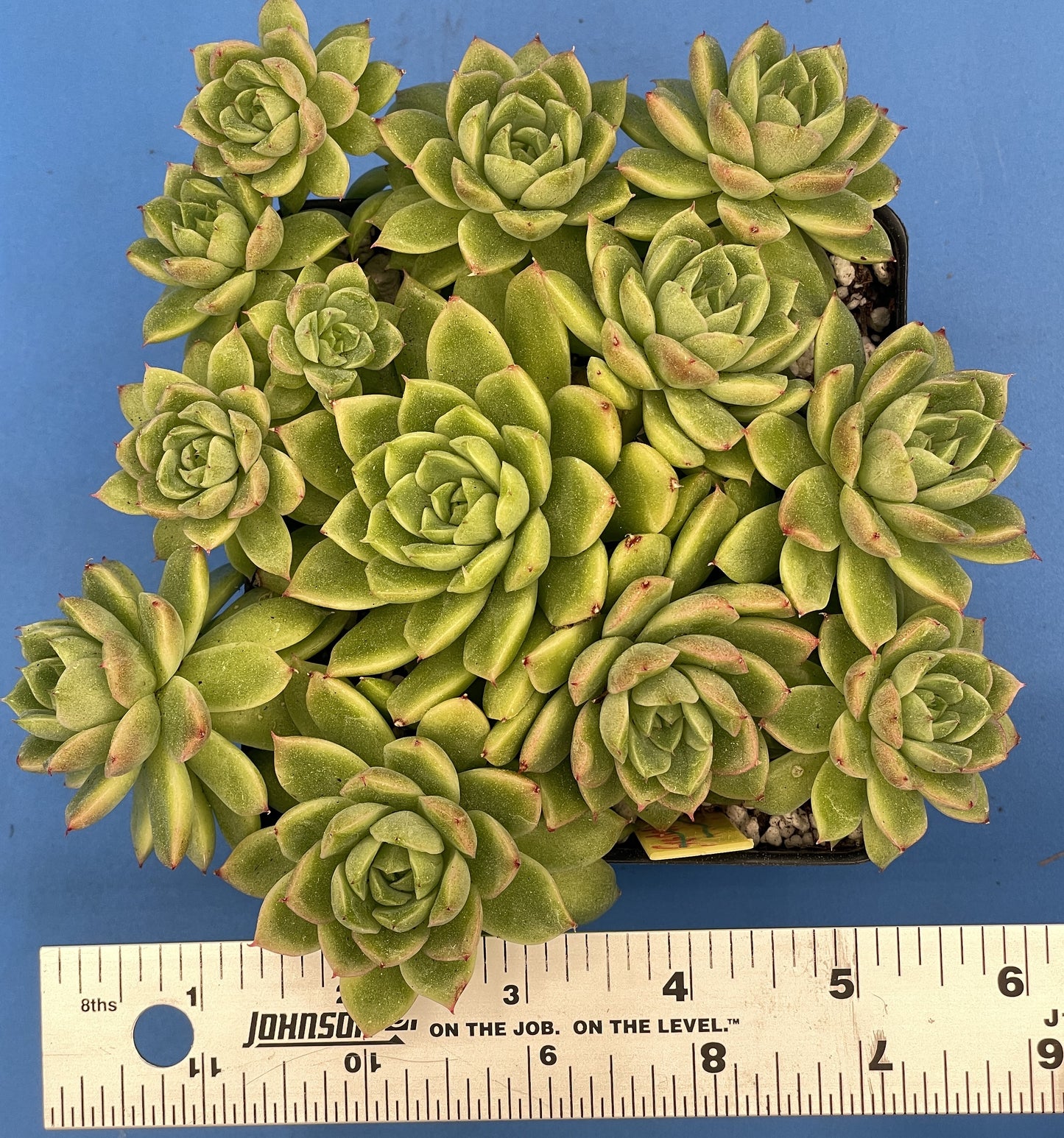 Echeveria Lucidum 'Roman' - Hens And Chicks - Makes Pups! Grown in 4.5” pot (C)
