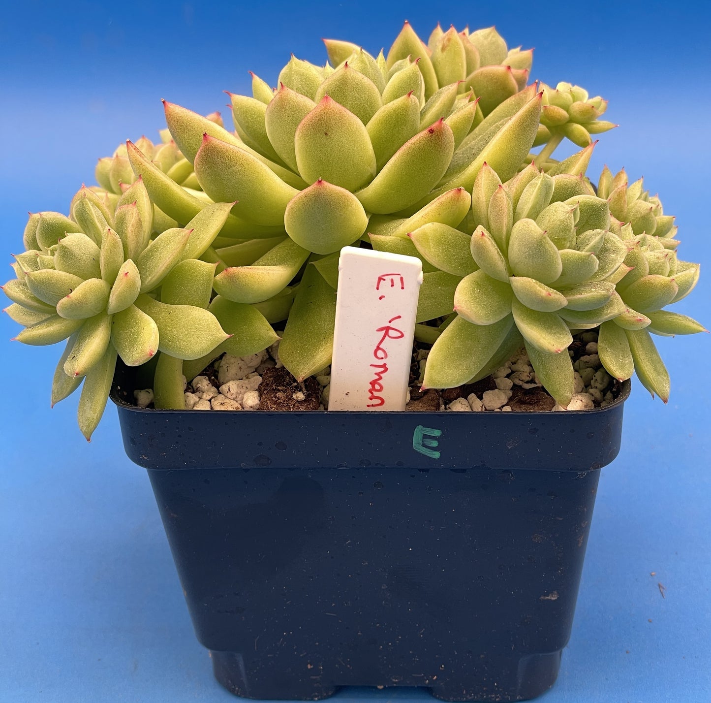 Echeveria Lucidum 'Roman' - Hens And Chicks - Makes Pups! Grown in 4.5” pot (E)