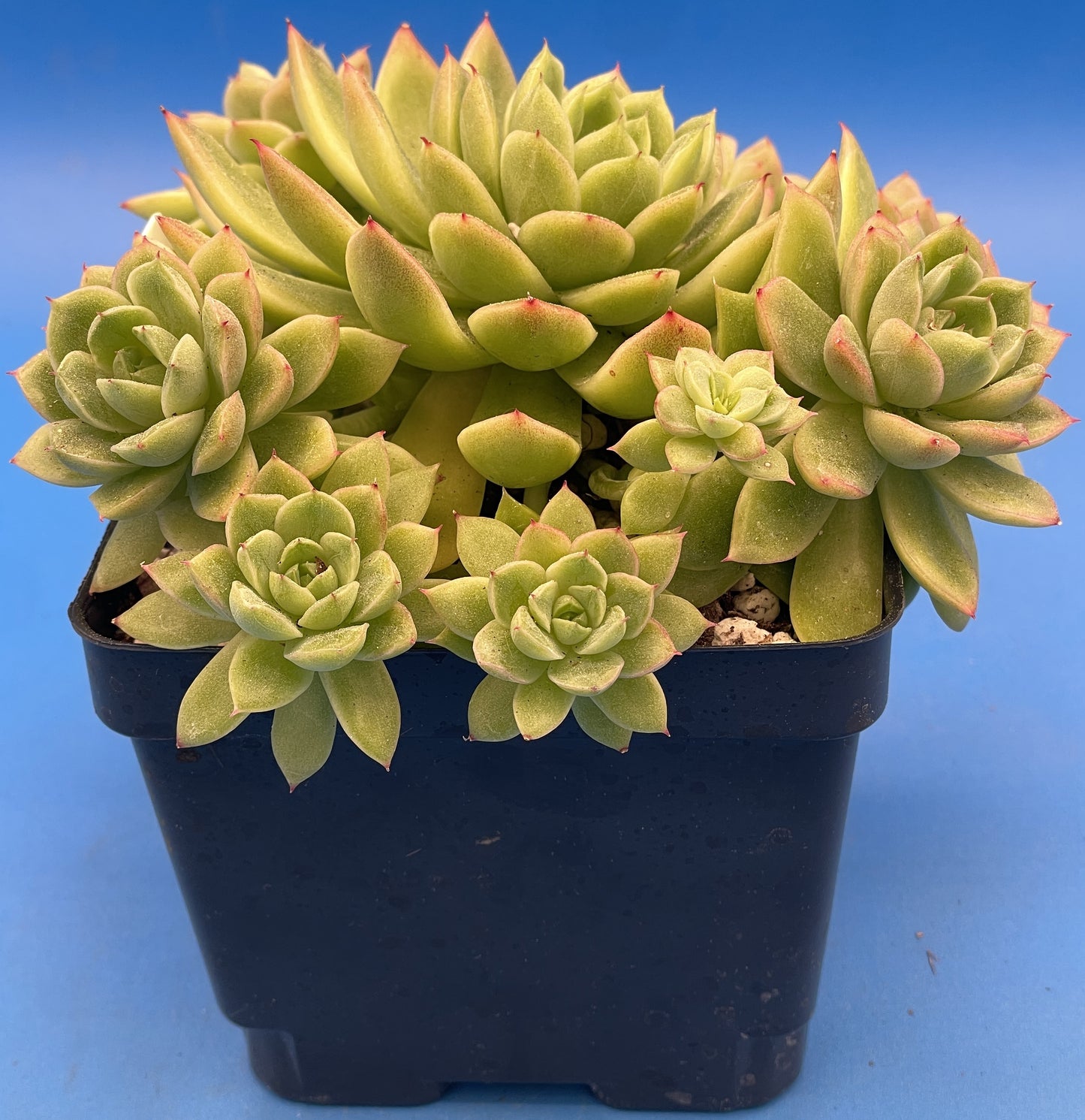 Echeveria Lucidum 'Roman' - Hens And Chicks - Makes Pups! Grown in 4.5” pot (E)