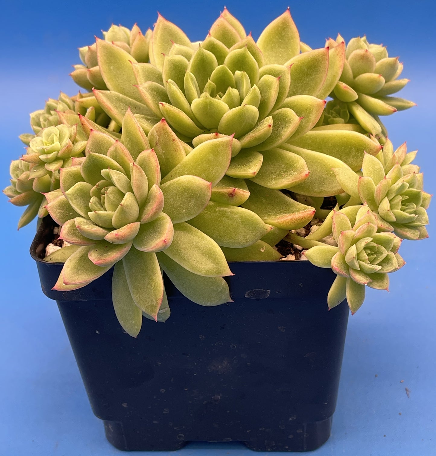 Echeveria Lucidum 'Roman' - Hens And Chicks - Makes Pups! Grown in 4.5” pot (E)
