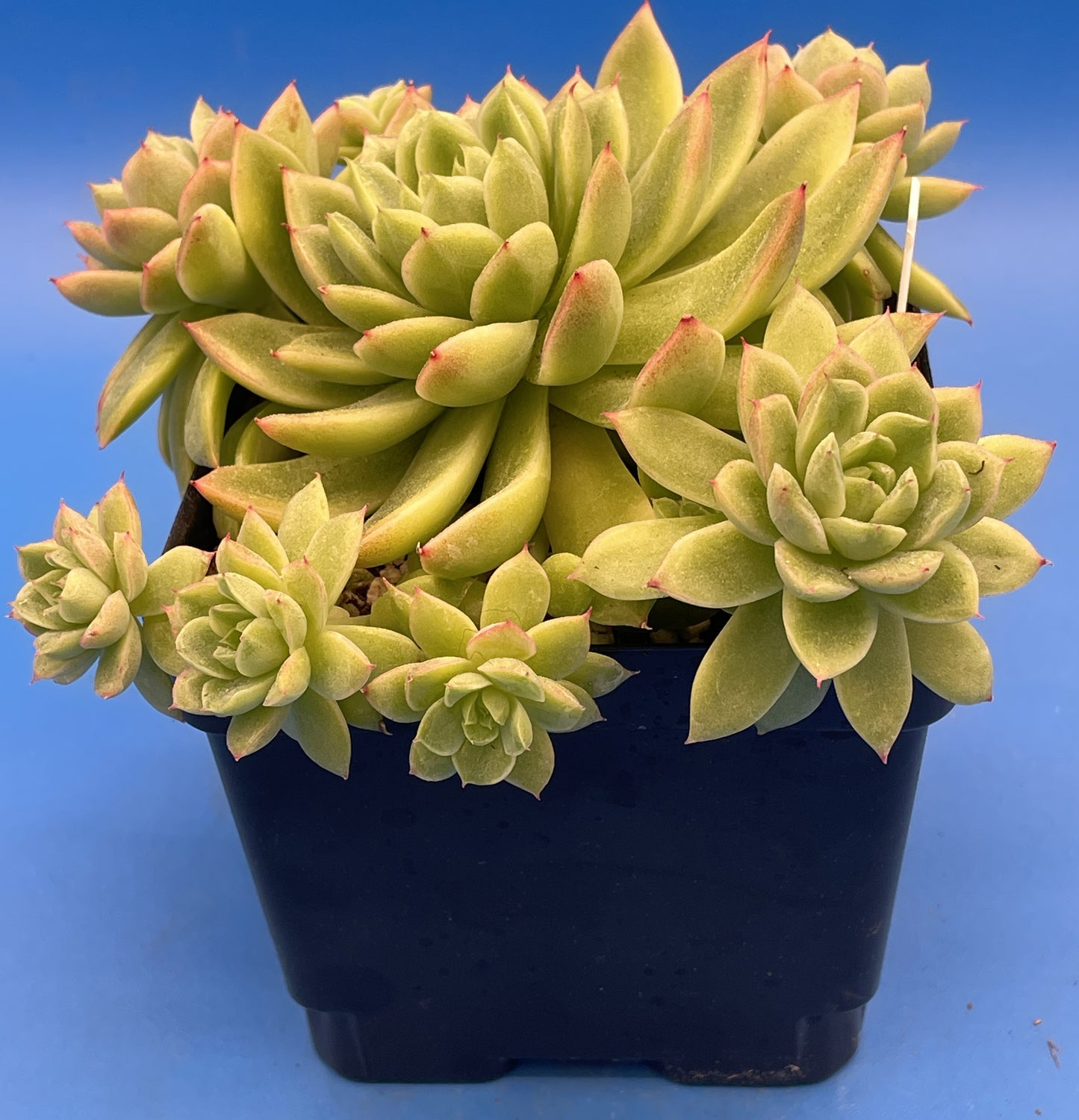 Echeveria Lucidum 'Roman' - Hens And Chicks - Makes Pups! Grown in 4.5” pot (E)