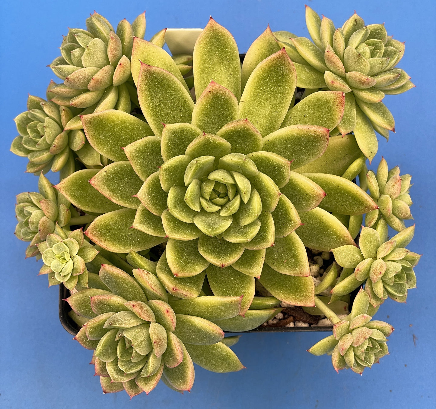 Echeveria Lucidum 'Roman' - Hens And Chicks - Makes Pups! Grown in 4.5” pot (E)