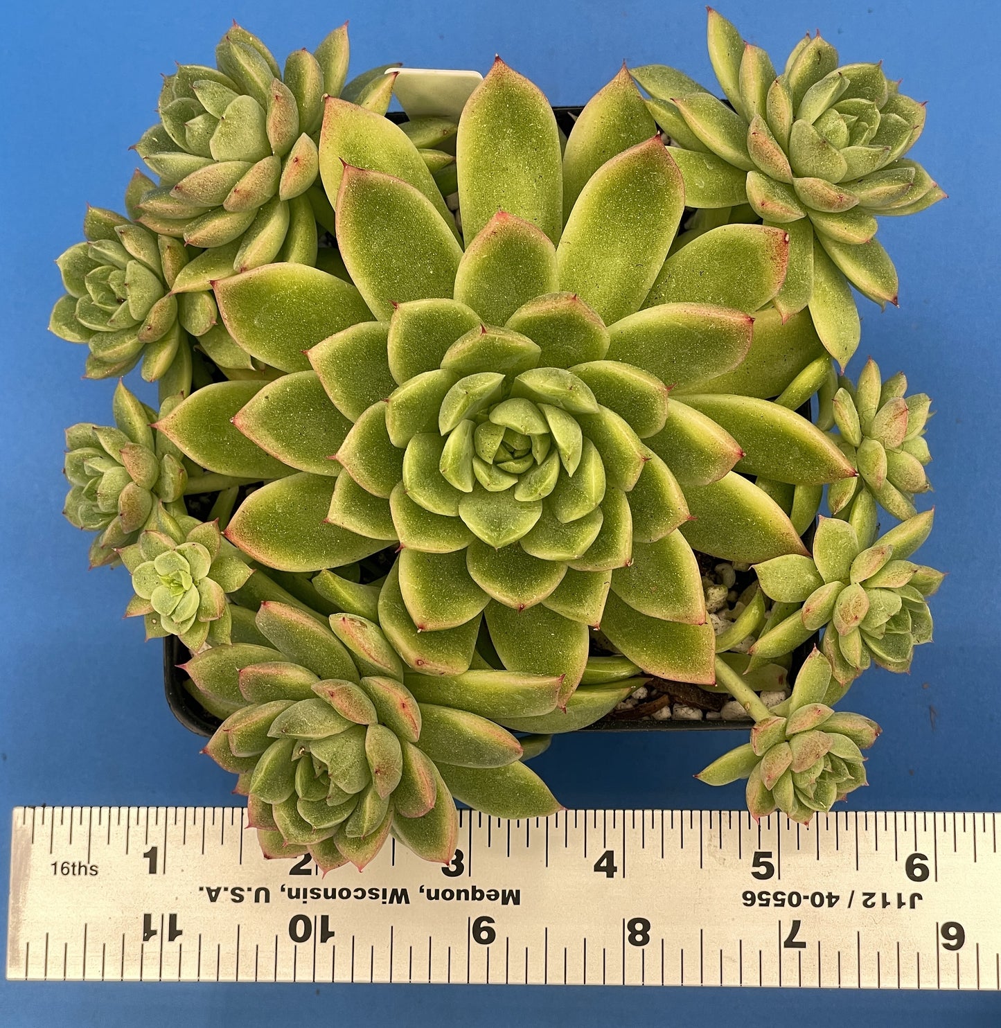 Echeveria Lucidum 'Roman' - Hens And Chicks - Makes Pups! Grown in 4.5” pot (E)