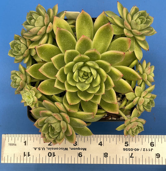 Echeveria Lucidum 'Roman' - Hens And Chicks - Makes Pups! Grown in 4.5” pot (E)