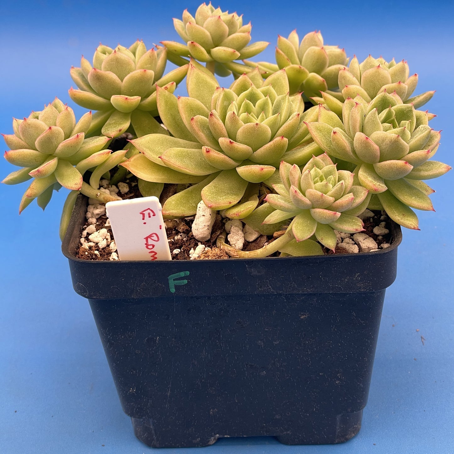 Echeveria Lucidum 'Roman' - Hens And Chicks - Makes Pups! Grown in 4.5” pot (F)