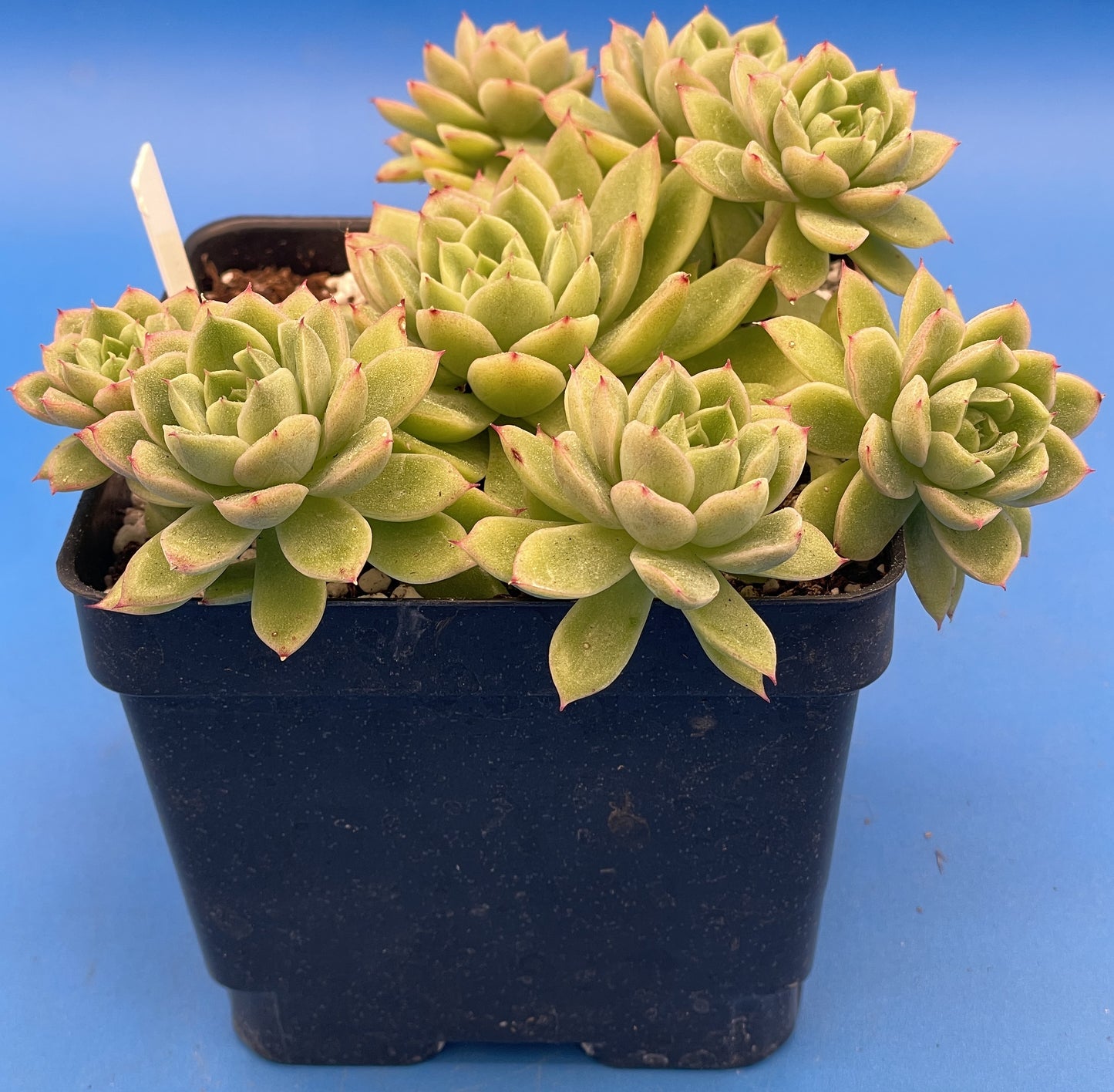 Echeveria Lucidum 'Roman' - Hens And Chicks - Makes Pups! Grown in 4.5” pot (F)