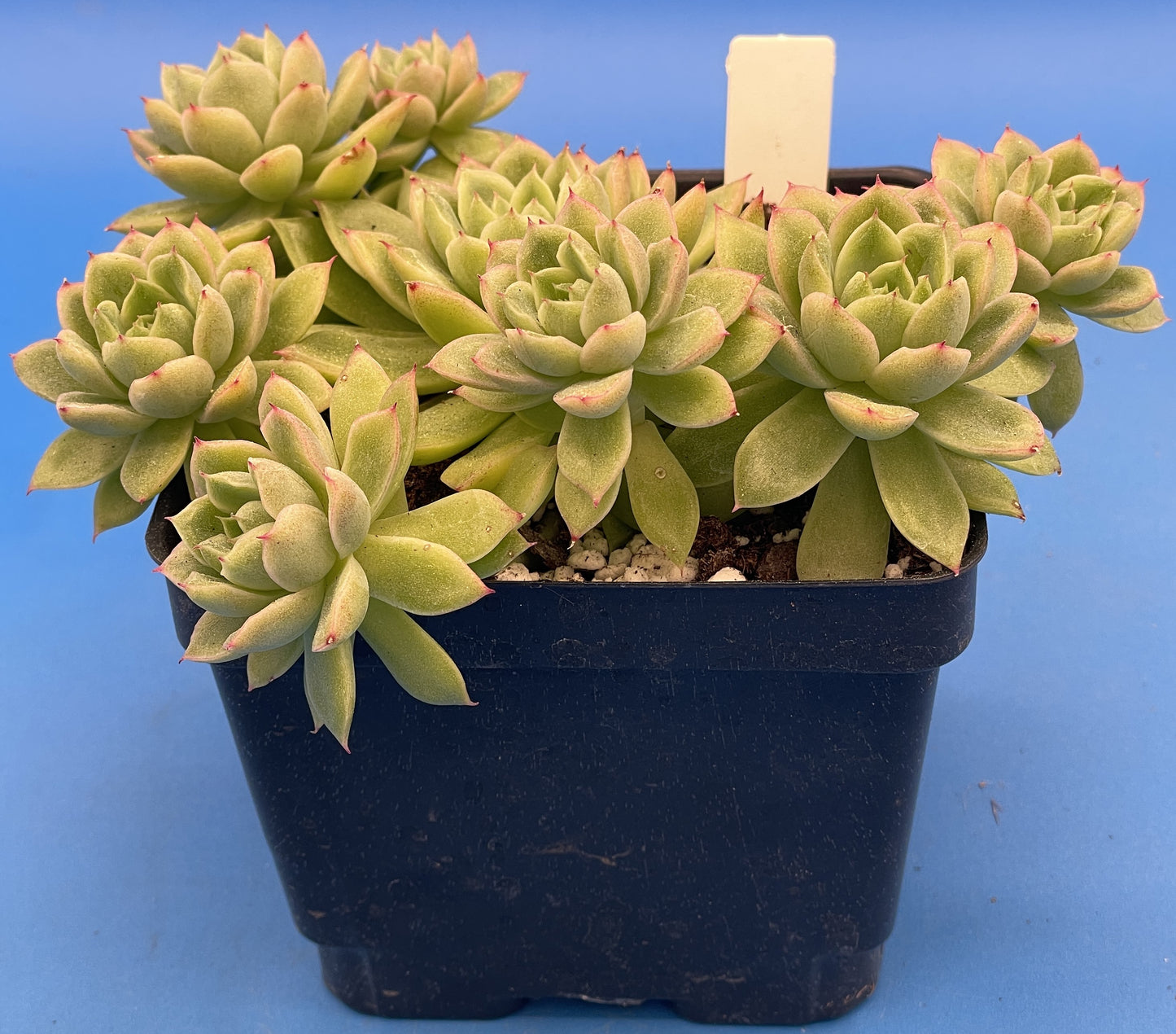 Echeveria Lucidum 'Roman' - Hens And Chicks - Makes Pups! Grown in 4.5” pot (F)
