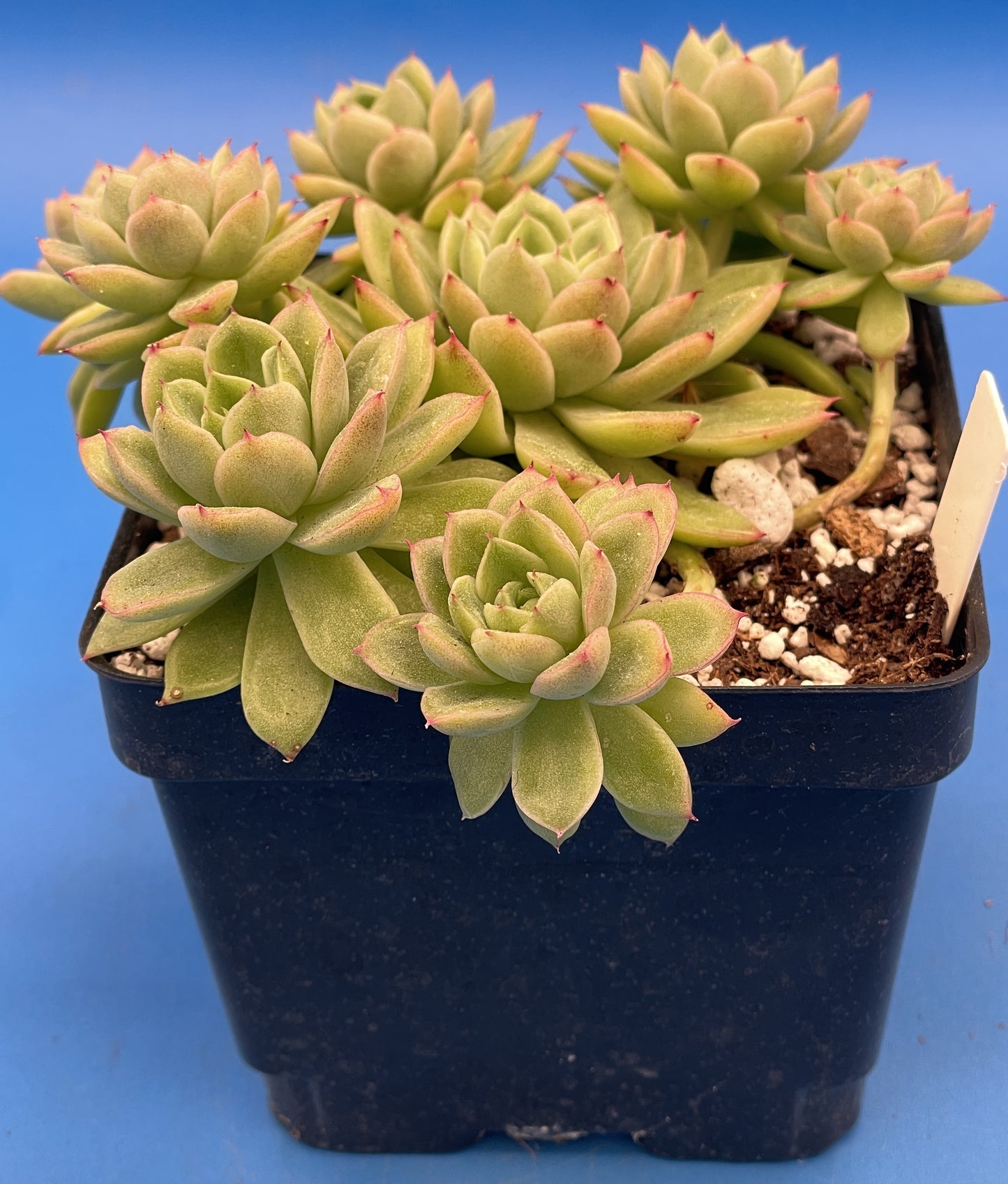 Echeveria Lucidum 'Roman' - Hens And Chicks - Makes Pups! Grown in 4.5” pot (F)