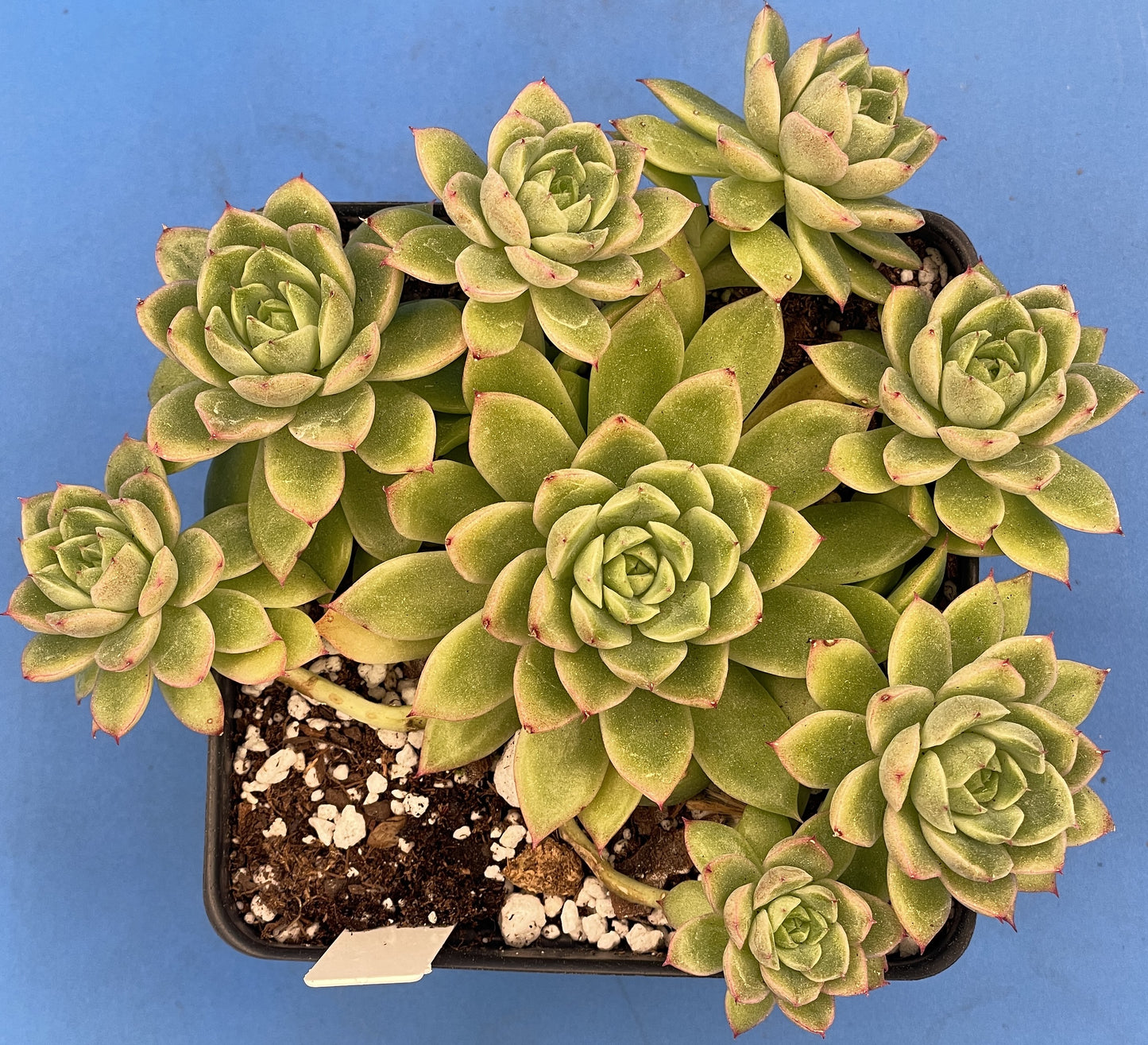 Echeveria Lucidum 'Roman' - Hens And Chicks - Makes Pups! Grown in 4.5” pot (F)