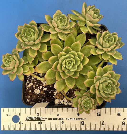 Echeveria Lucidum 'Roman' - Hens And Chicks - Makes Pups! Grown in 4.5” pot (F)