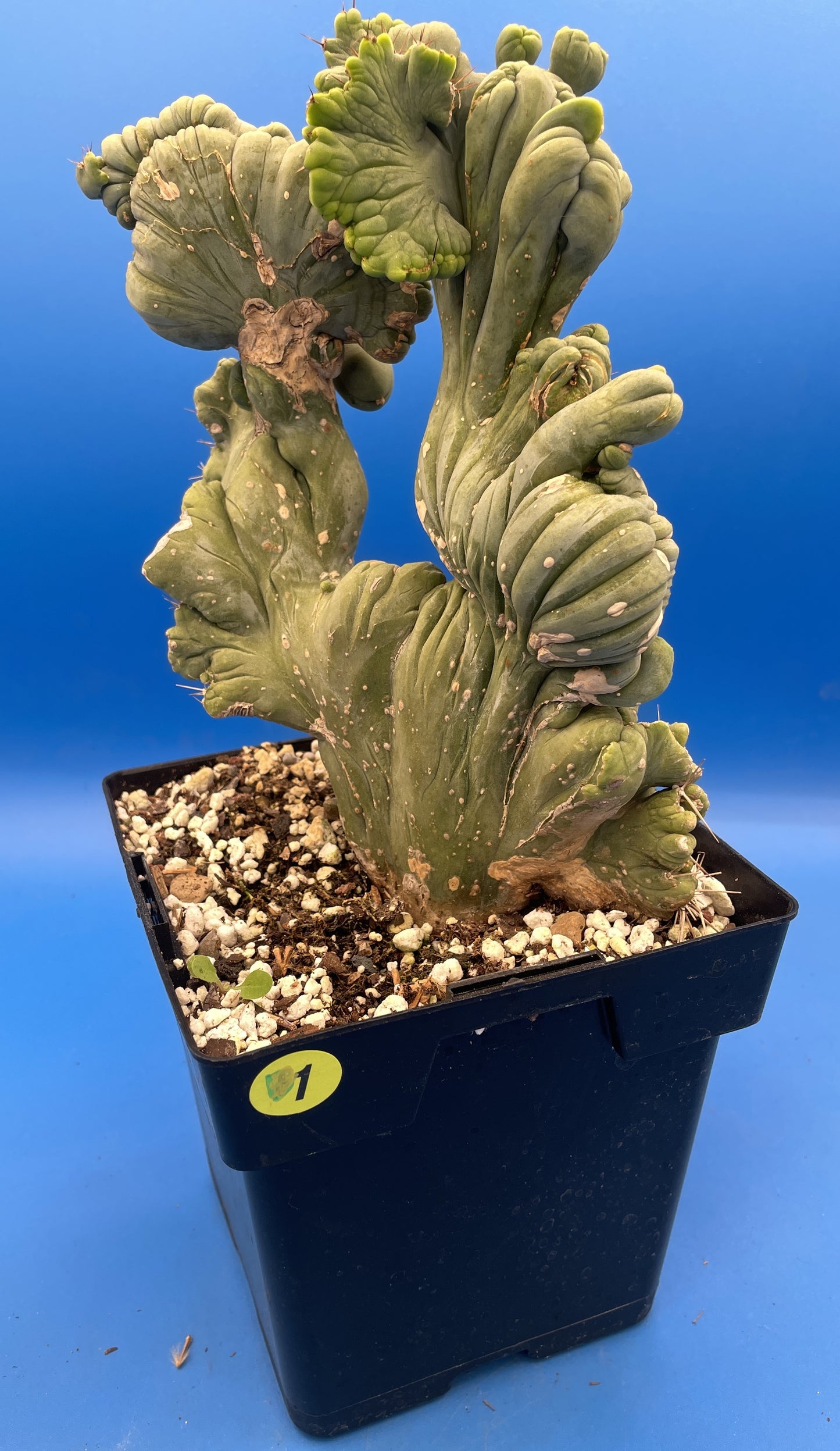 Crested Monstrose Pen15 Cactus Extra Large in 5.5 Inch Pot - So Weird! Rare! (1)