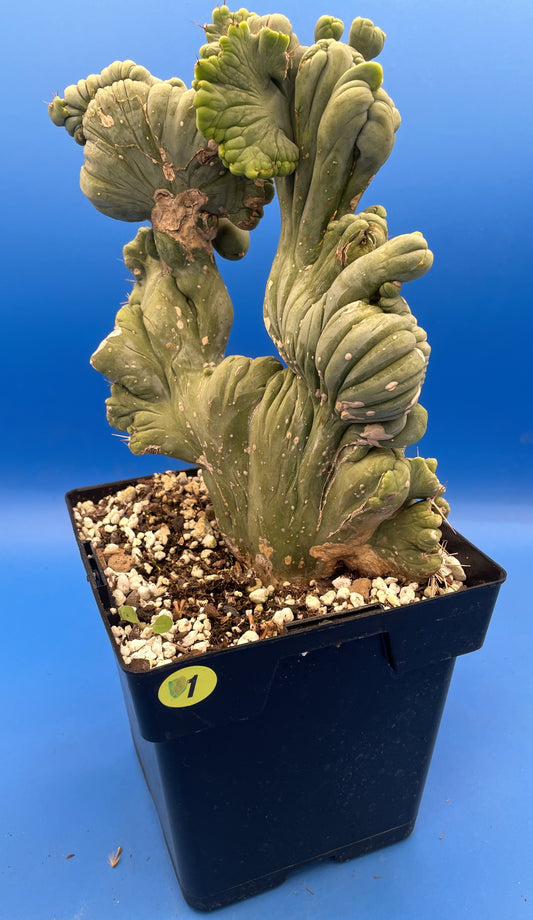 Crested Monstrose Pen15 Cactus Extra Large in 5.5 Inch Pot - So Weird! Rare! (1)