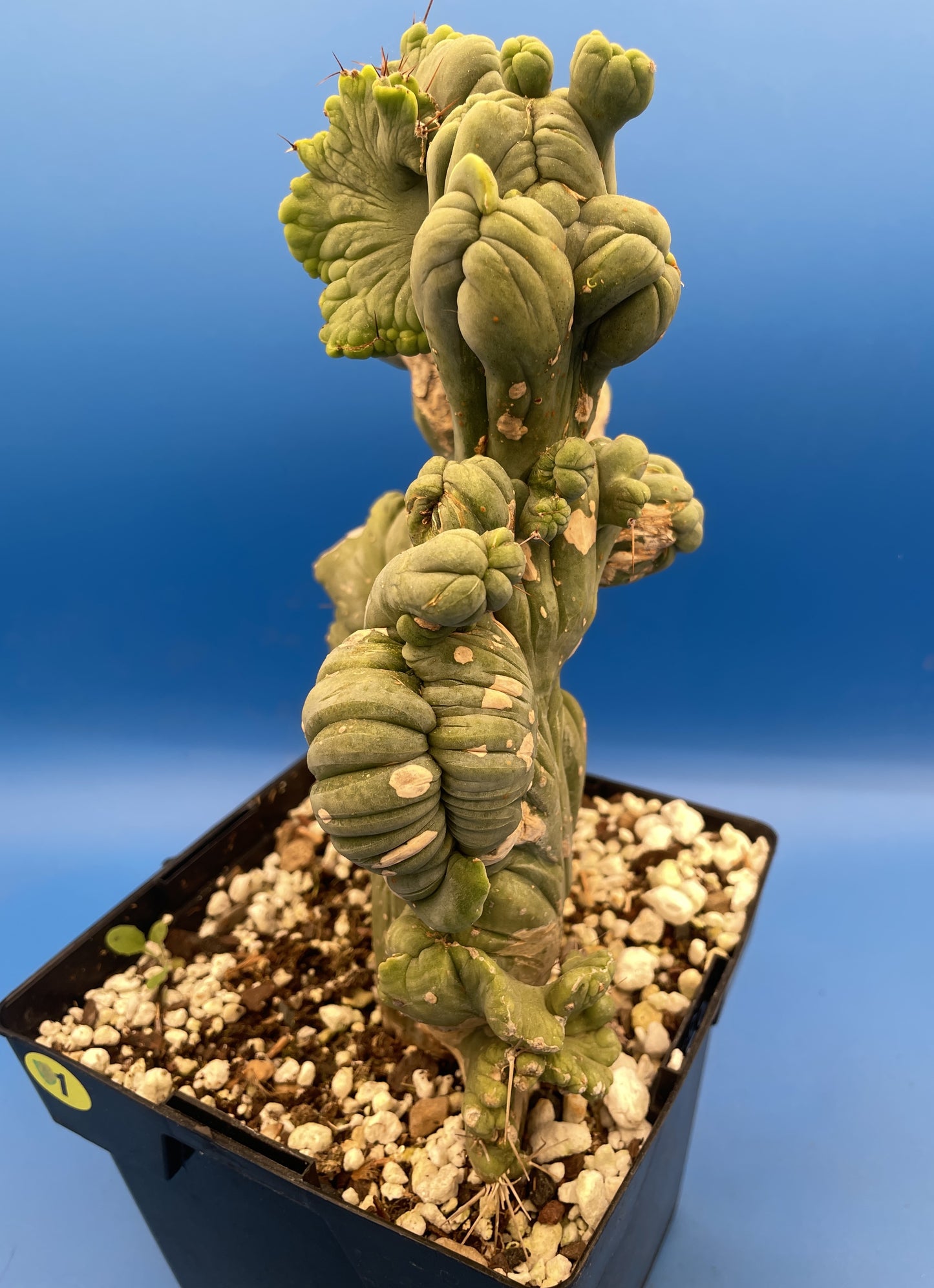 Crested Monstrose Pen15 Cactus Extra Large in 5.5 Inch Pot - So Weird! Rare! (1)