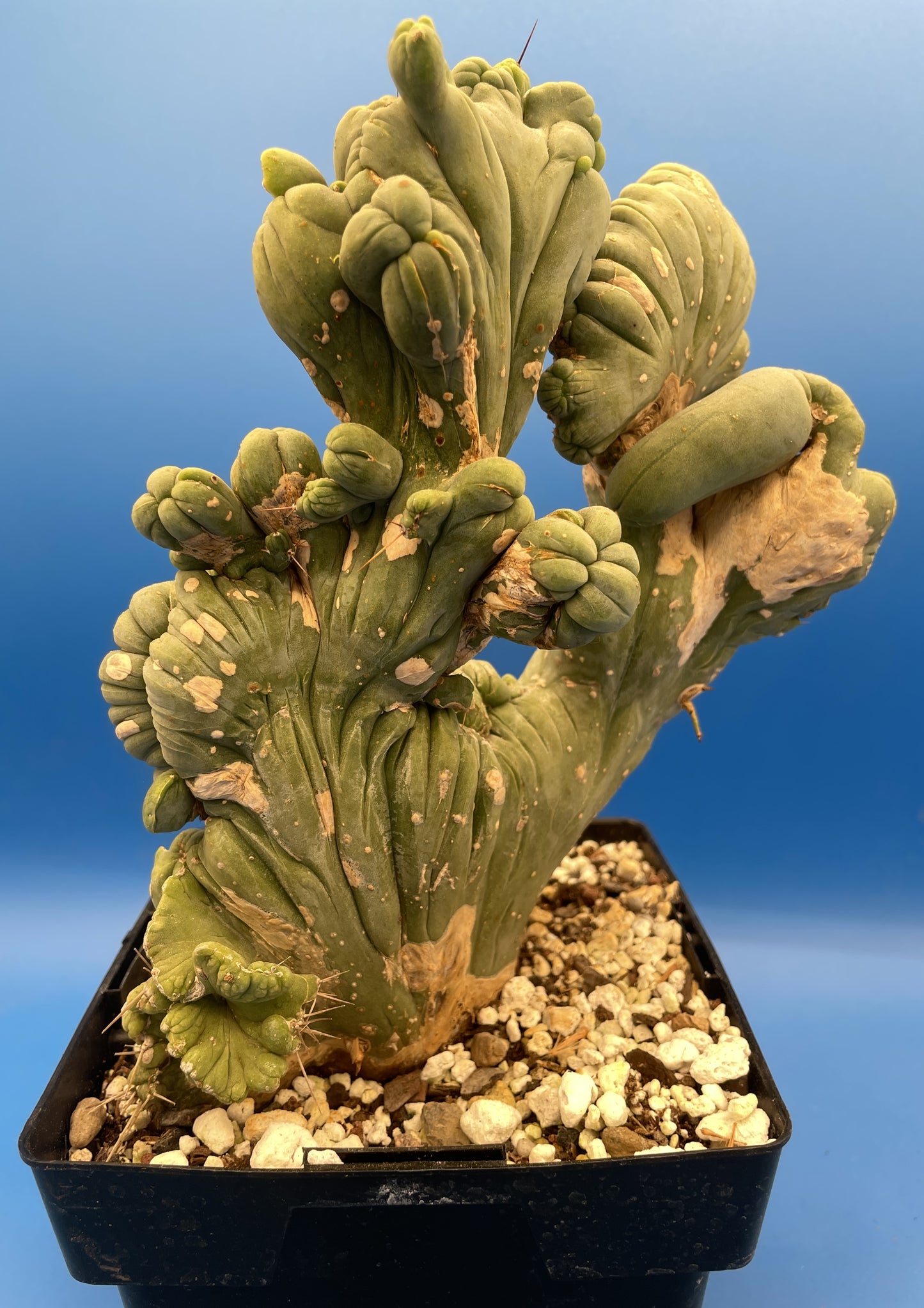 Crested Monstrose Pen15 Cactus Extra Large in 5.5 Inch Pot - So Weird! Rare! (1)