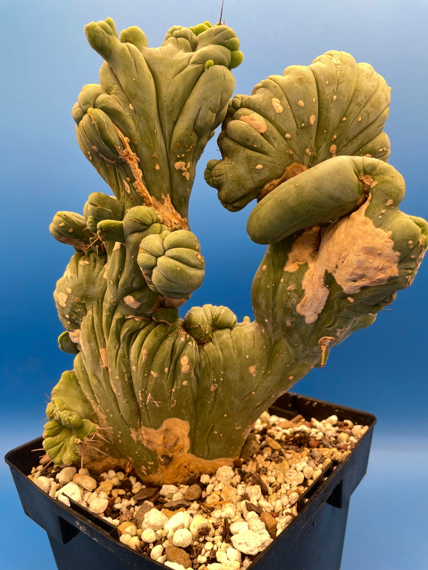 Crested Monstrose Pen15 Cactus Extra Large in 5.5 Inch Pot - So Weird! Rare! (1)