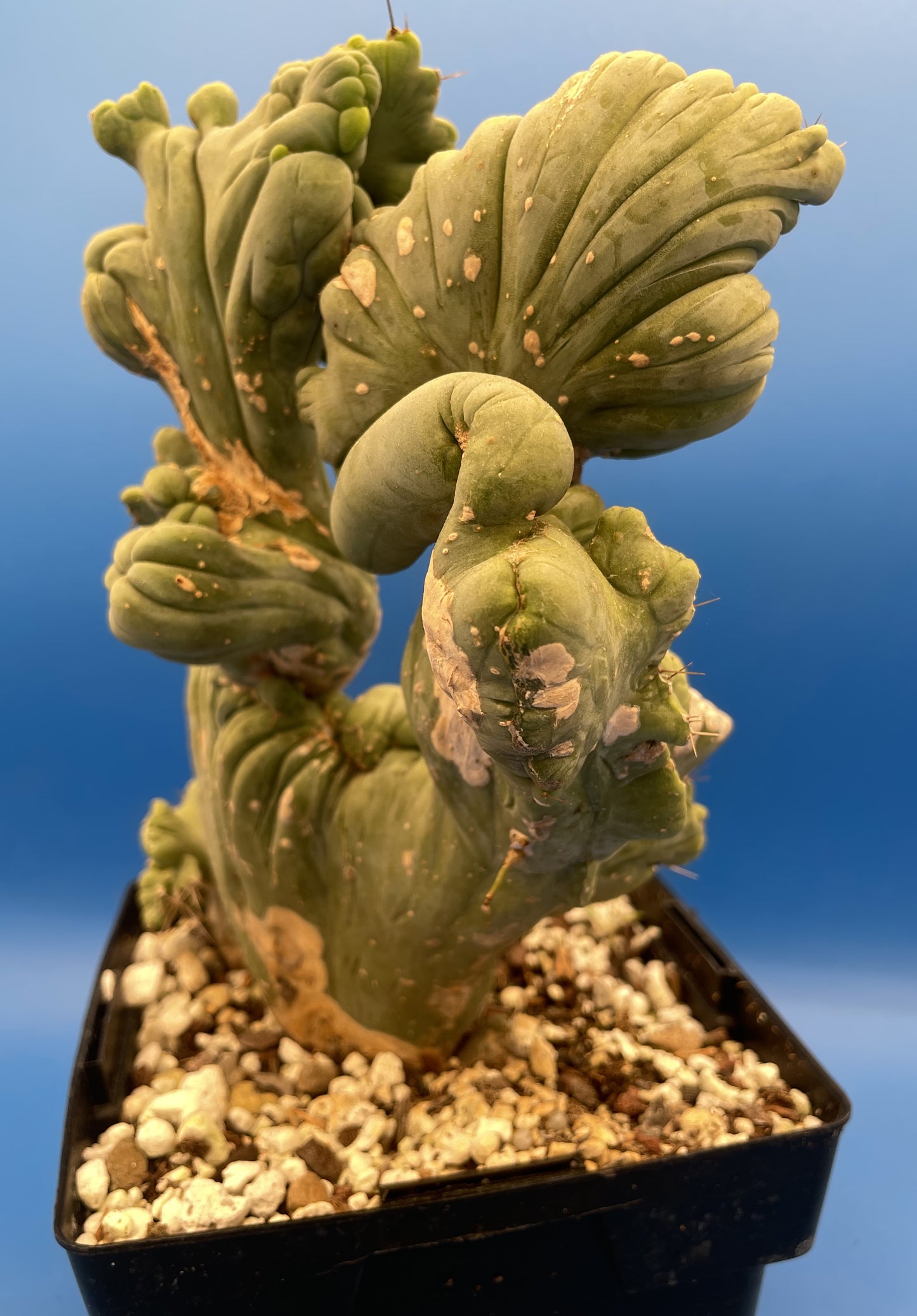 Crested Monstrose Pen15 Cactus Extra Large in 5.5 Inch Pot - So Weird! Rare! (1)