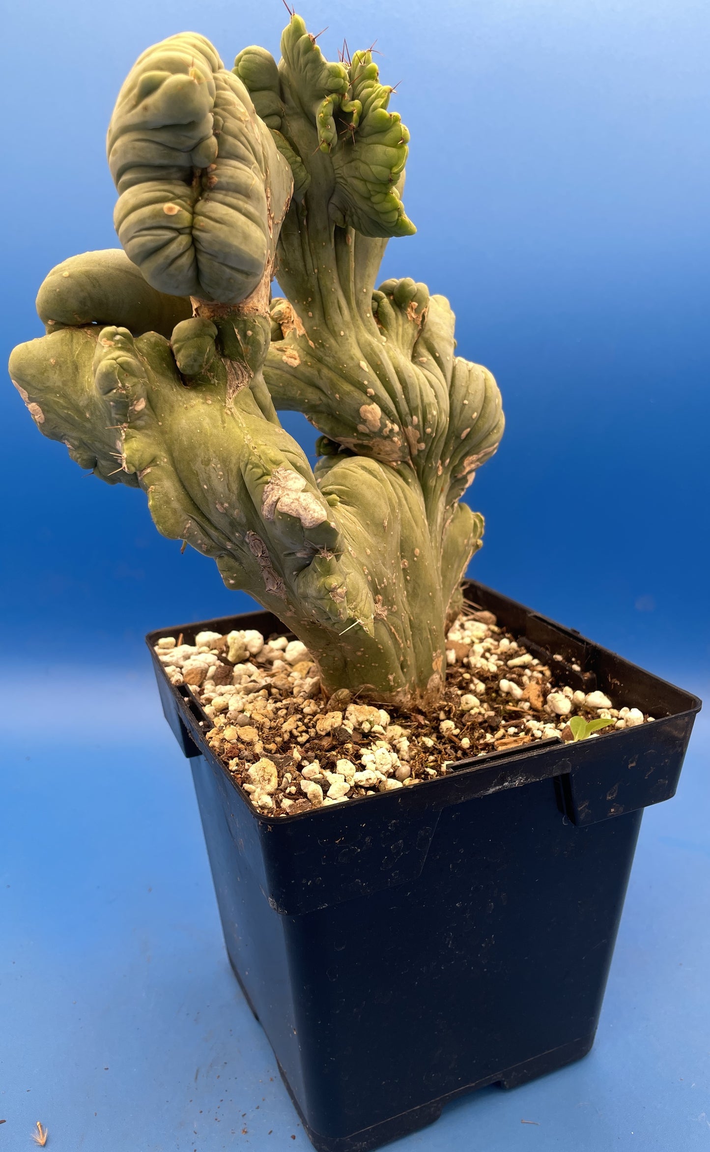 Crested Monstrose Pen15 Cactus Extra Large in 5.5 Inch Pot - So Weird! Rare! (1)