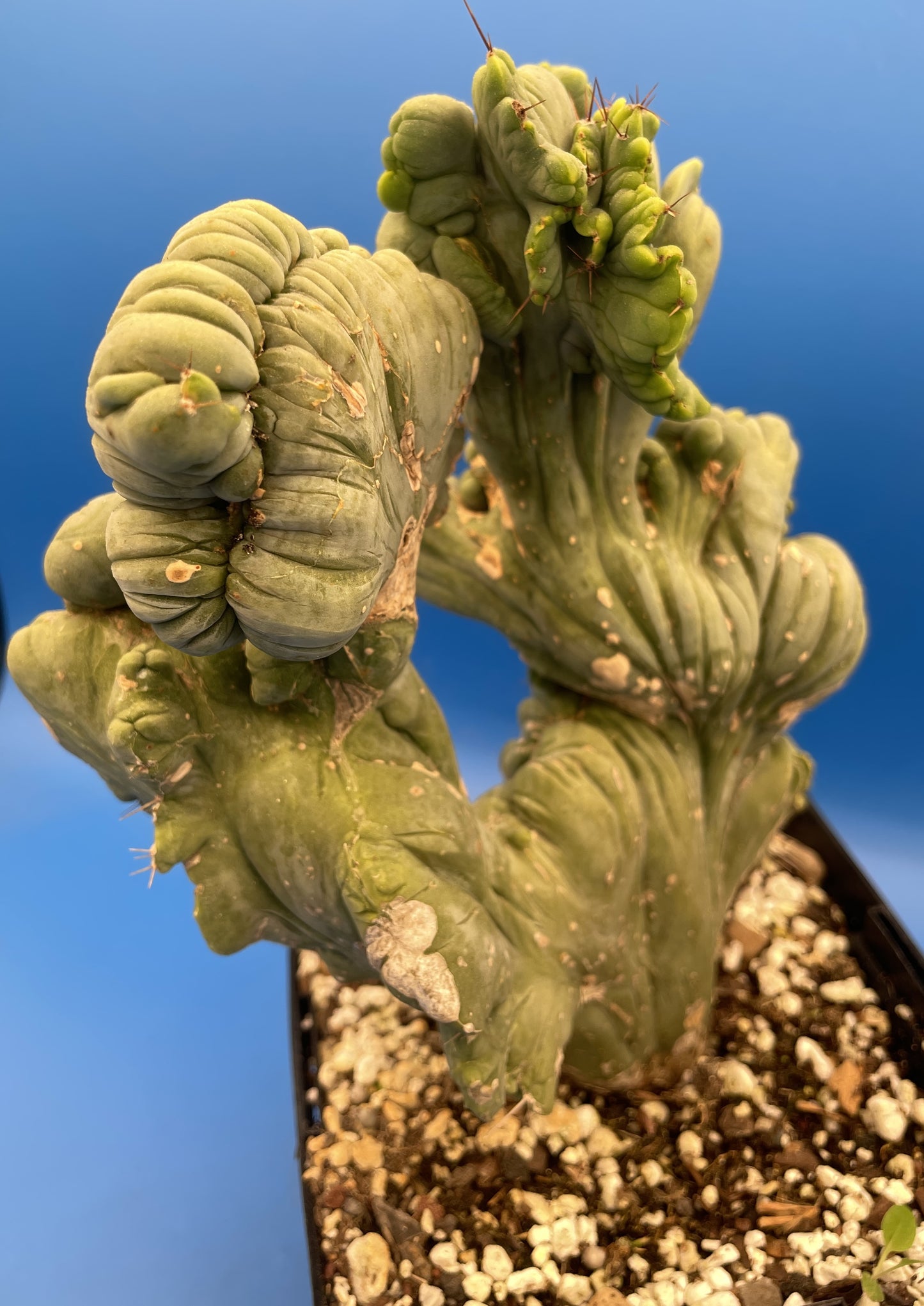 Crested Monstrose Pen15 Cactus Extra Large in 5.5 Inch Pot - So Weird! Rare! (1)