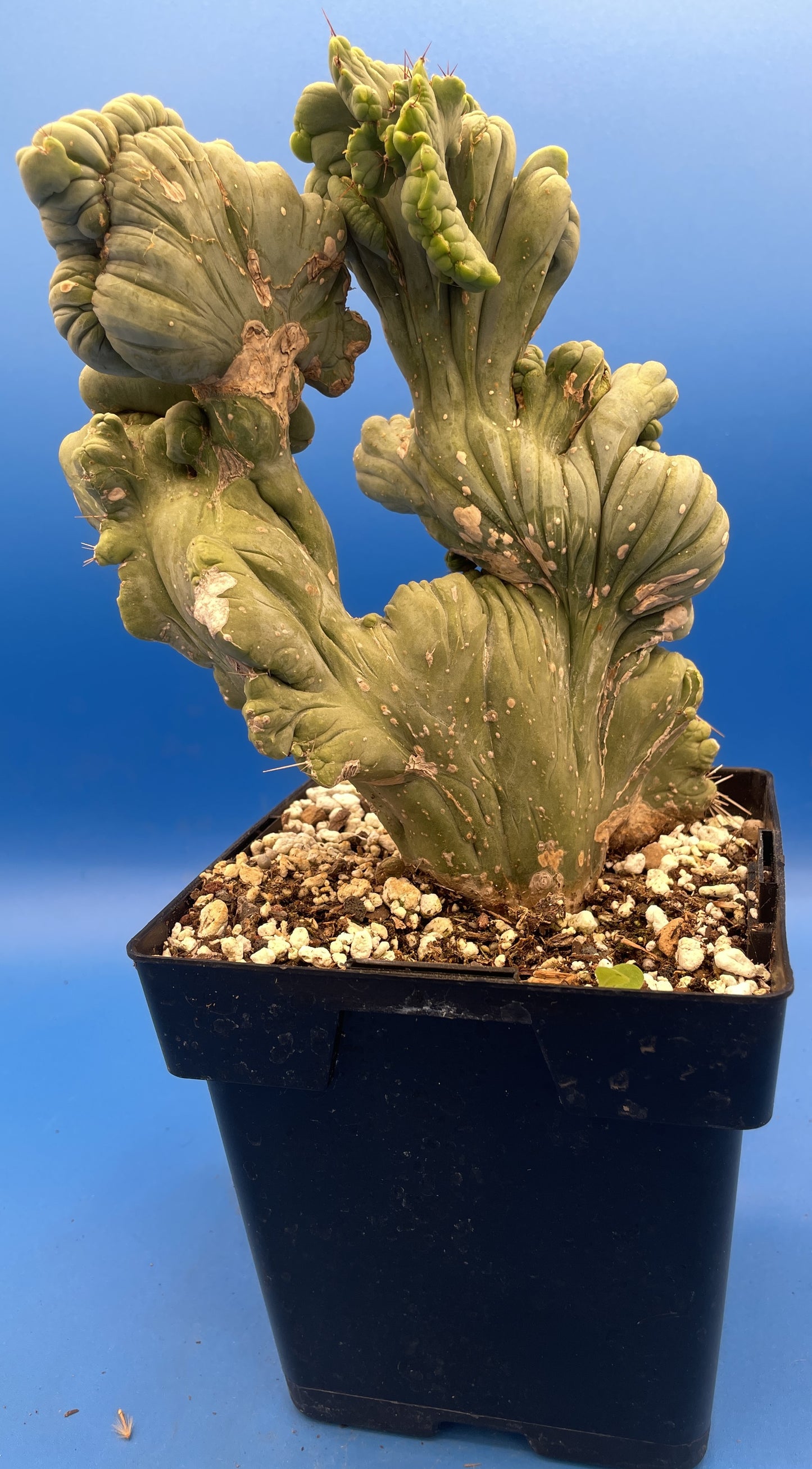 Crested Monstrose Pen15 Cactus Extra Large in 5.5 Inch Pot - So Weird! Rare! (1)