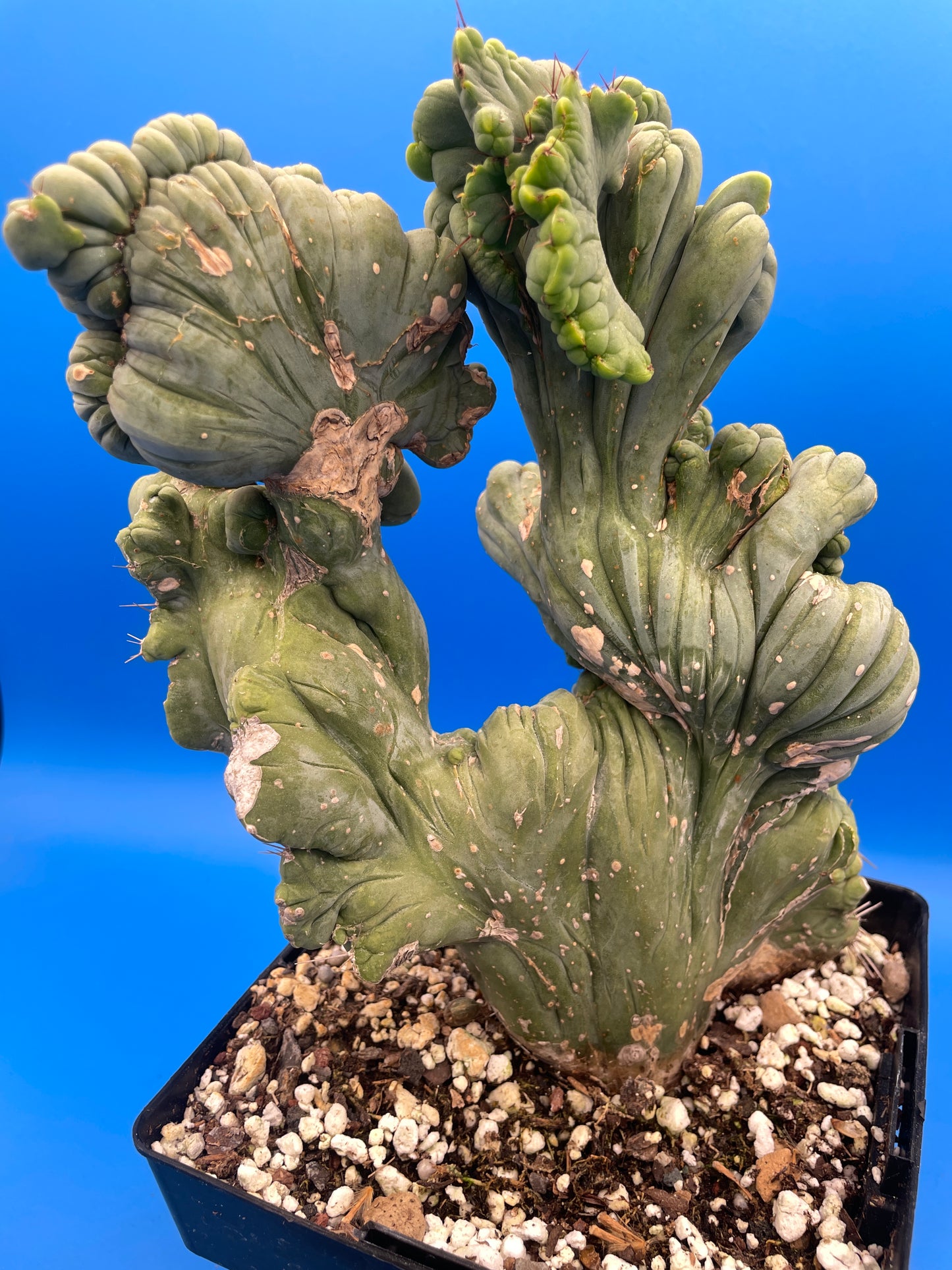 Crested Monstrose Pen15 Cactus Extra Large in 5.5 Inch Pot - So Weird! Rare! (1)