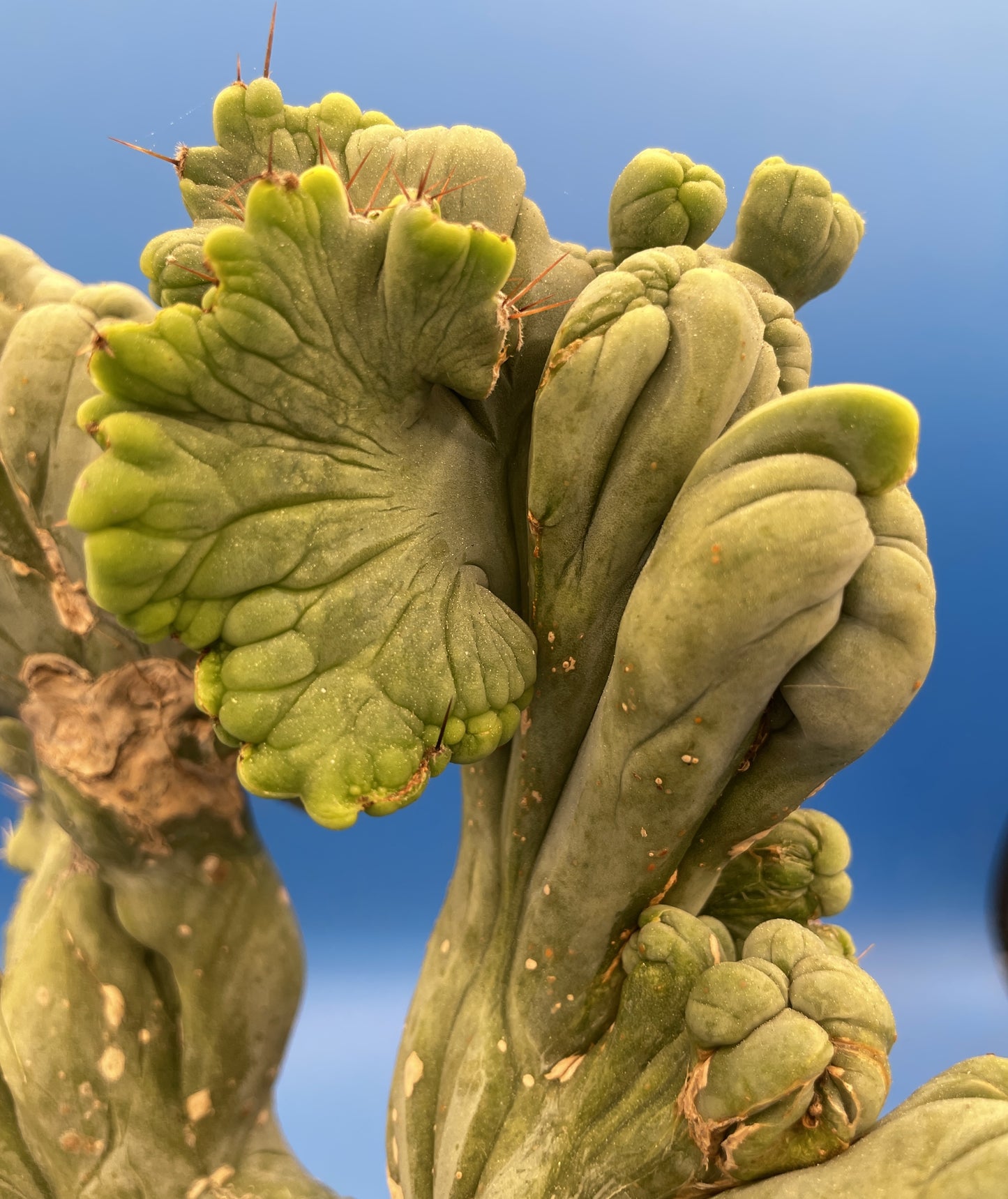 Crested Monstrose Pen15 Cactus Extra Large in 5.5 Inch Pot - So Weird! Rare! (1)