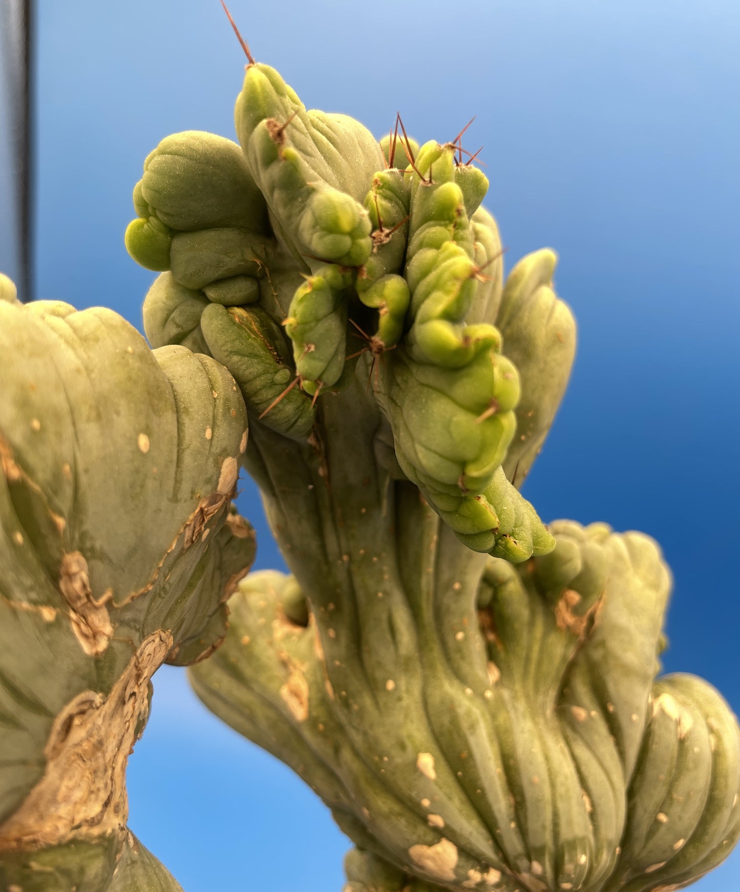 Crested Monstrose Pen15 Cactus Extra Large in 5.5 Inch Pot - So Weird! Rare! (1)