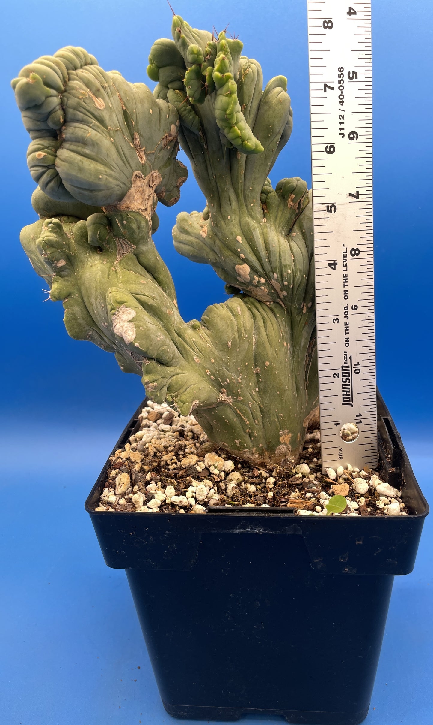 Crested Monstrose Pen15 Cactus Extra Large in 5.5 Inch Pot - So Weird! Rare! (1)
