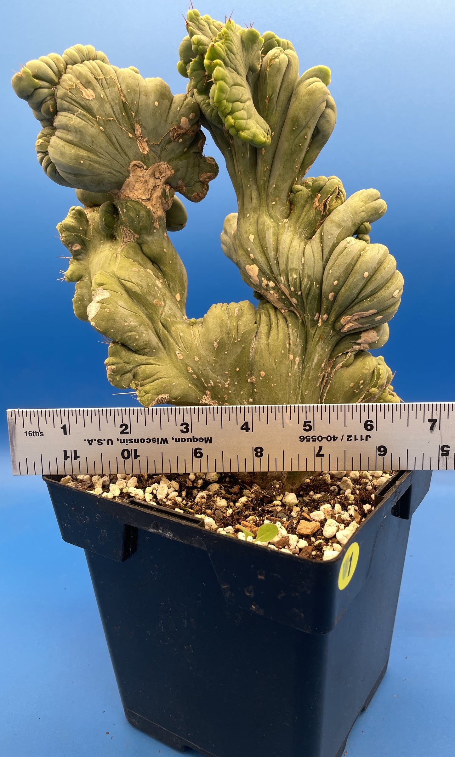 Crested Monstrose Pen15 Cactus Extra Large in 5.5 Inch Pot - So Weird! Rare! (1)