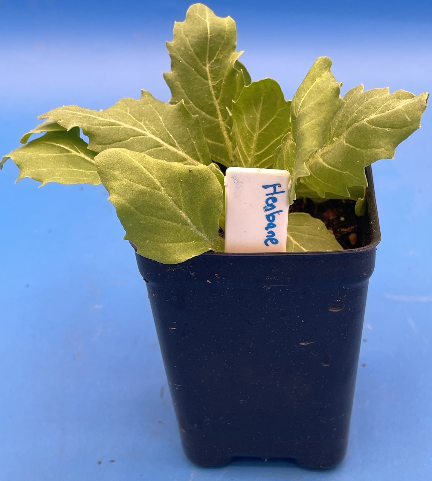 Henbane Live Plant 3" Starter Pot - Hyoscyamus niger