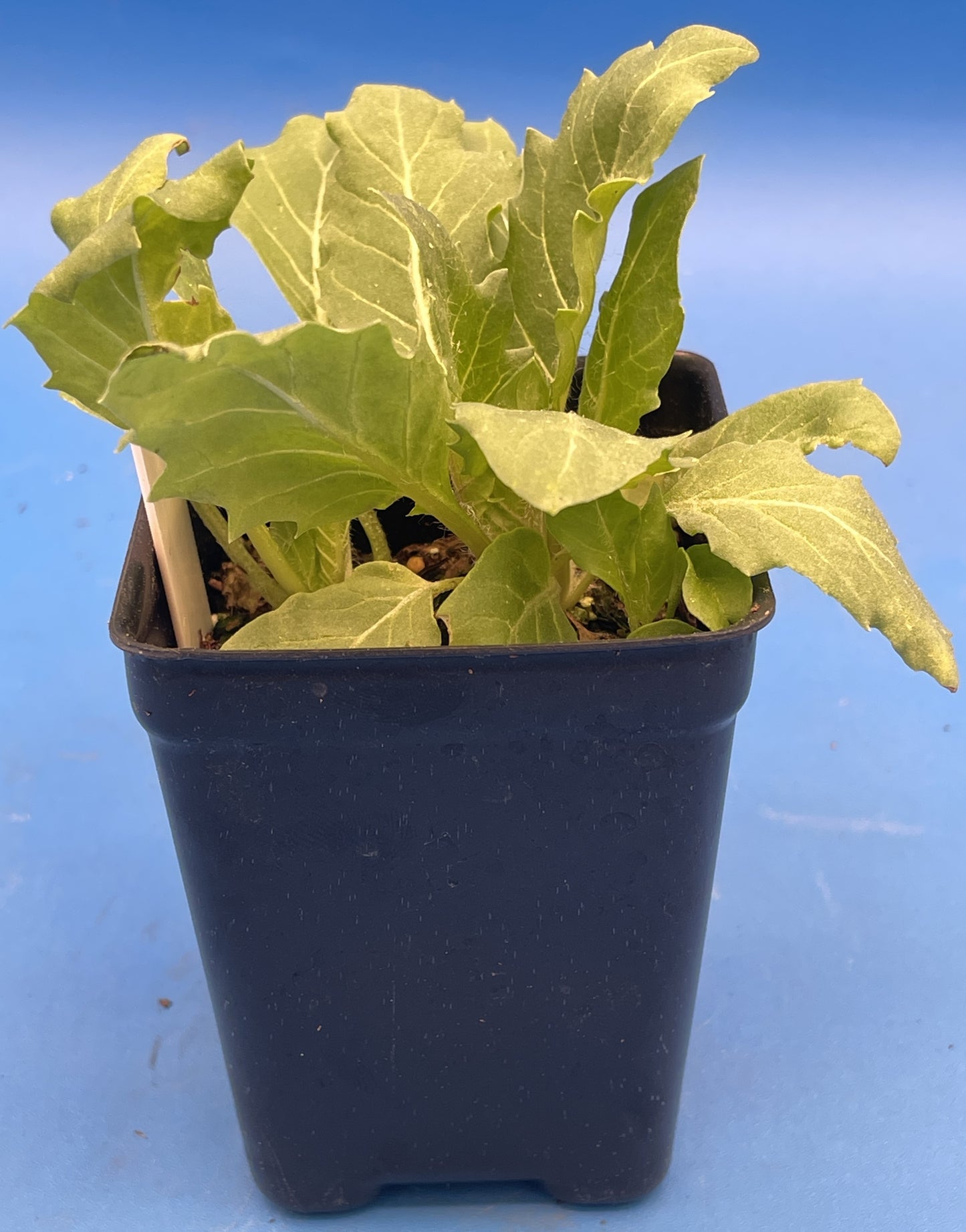 Henbane Live Plant 3" Starter Pot - Hyoscyamus niger
