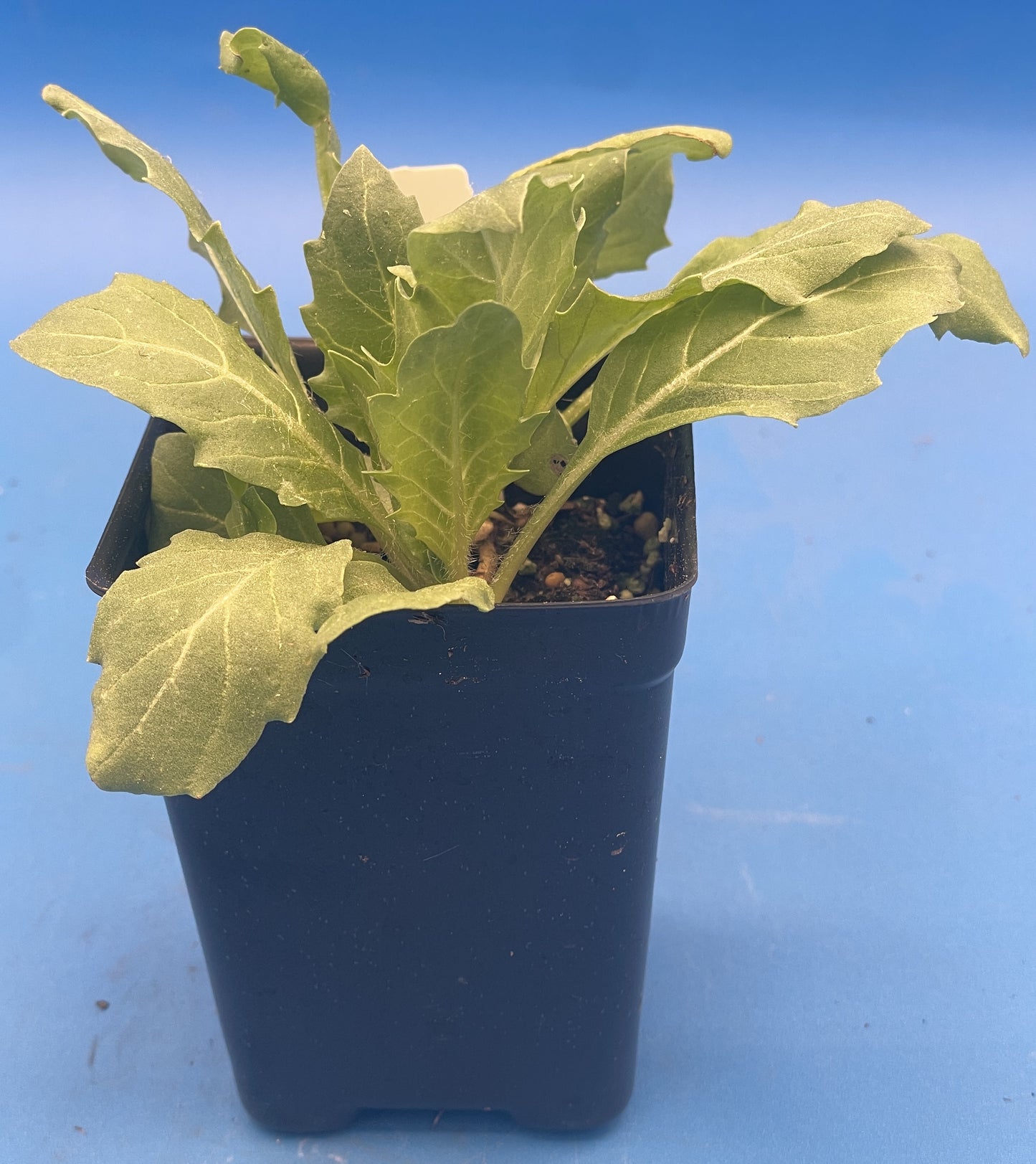 Henbane Live Plant 3" Starter Pot - Hyoscyamus niger