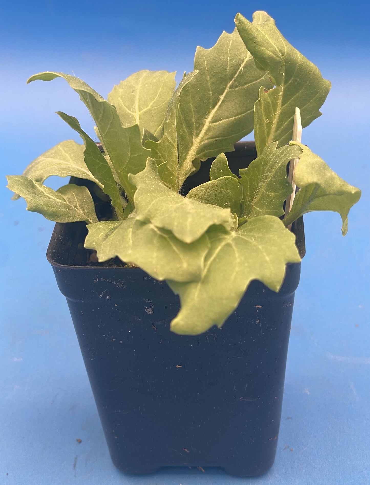Henbane Live Plant 3" Starter Pot - Hyoscyamus niger