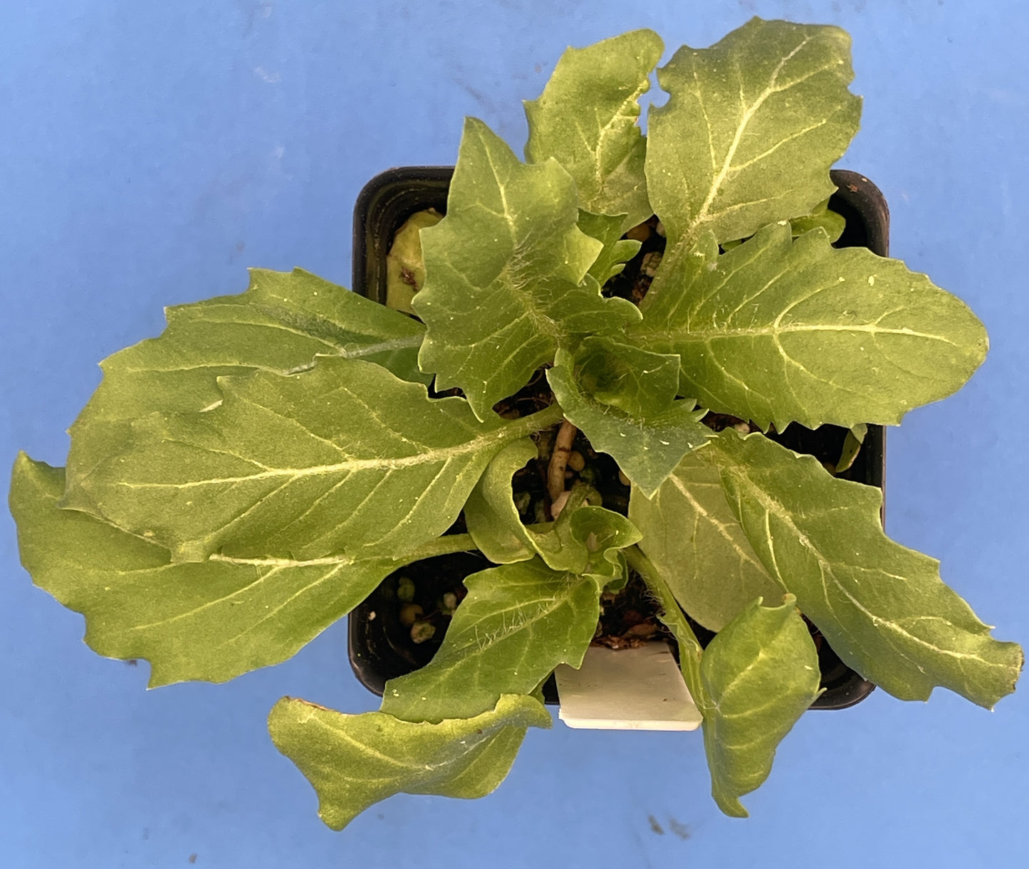 Henbane Live Plant 3" Starter Pot - Hyoscyamus niger