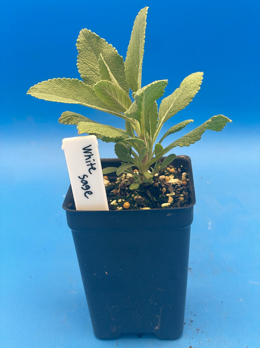 Sage, White Live Starter Plant Salvia Apiana, Ships In 3" Pot , Great Cool Season Plant for Southeast Climates! - No Shipping To California Or Arizona!