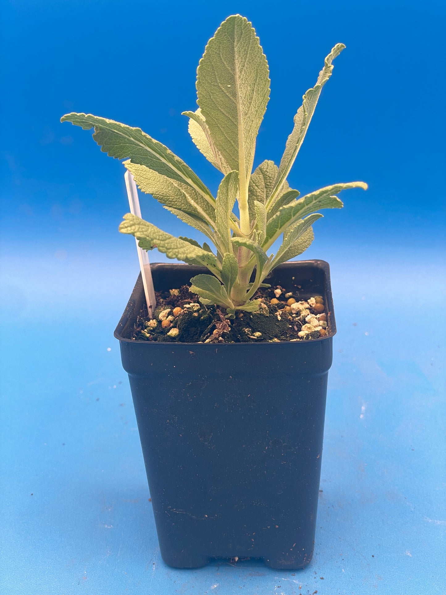 Sage, White Live Starter Plant Salvia Apiana, Ships In 3" Pot , Great Cool Season Plant for Southeast Climates! - No Shipping To California Or Arizona!