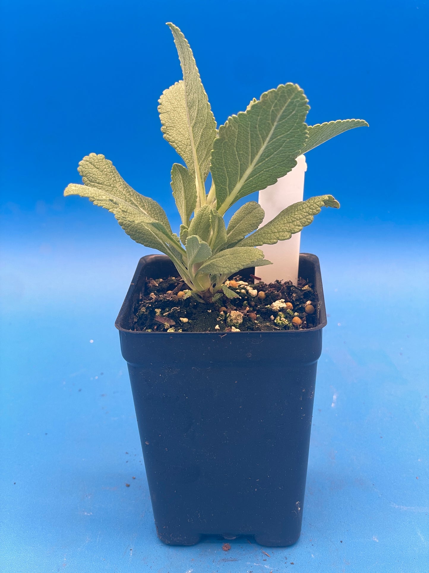 Sage, White Live Starter Plant Salvia Apiana, Ships In 3" Pot , Great Cool Season Plant for Southeast Climates! - No Shipping To California Or Arizona!