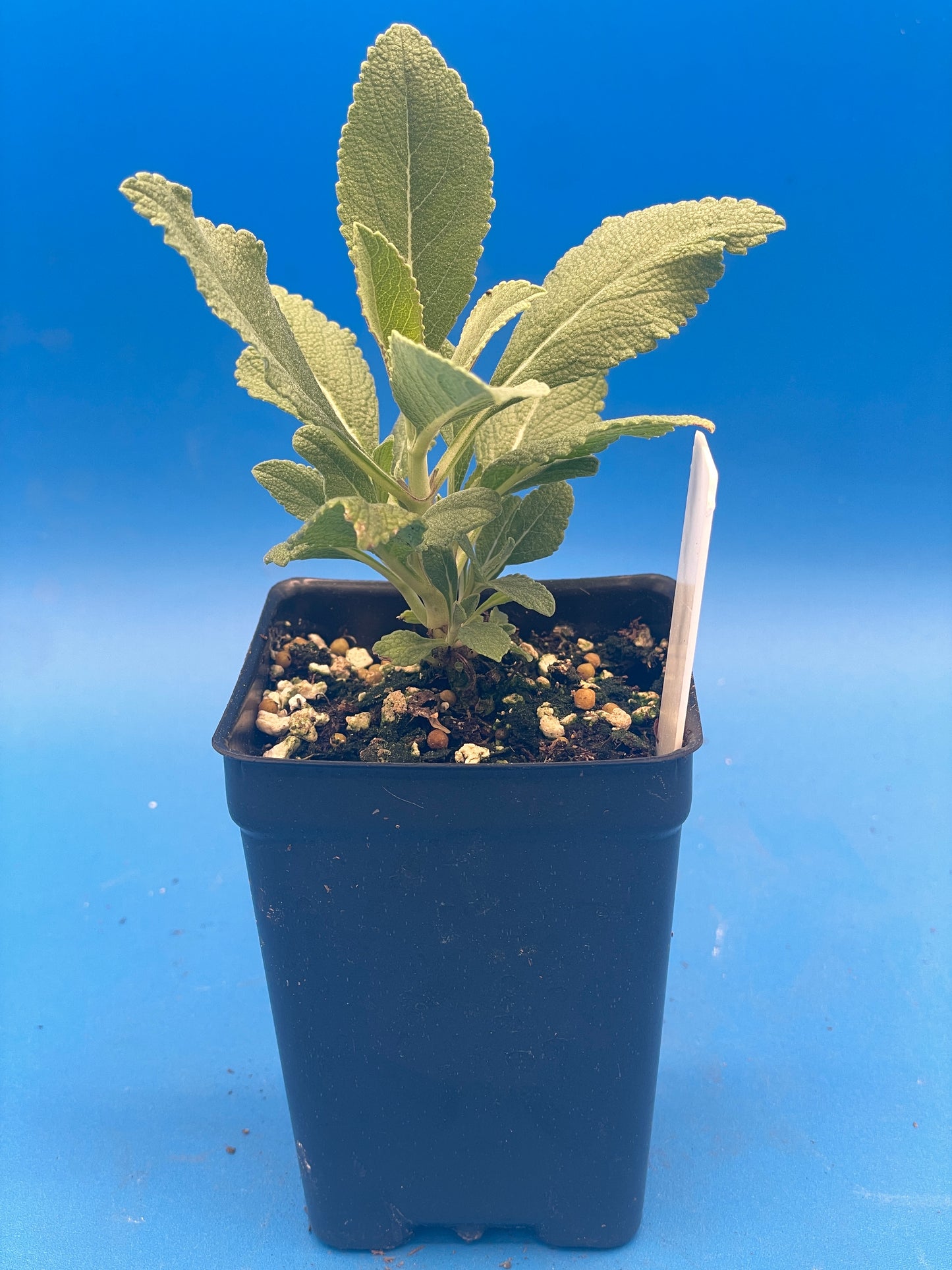 Sage, White Live Starter Plant Salvia Apiana, Ships In 3" Pot , Great Cool Season Plant for Southeast Climates! - No Shipping To California Or Arizona!