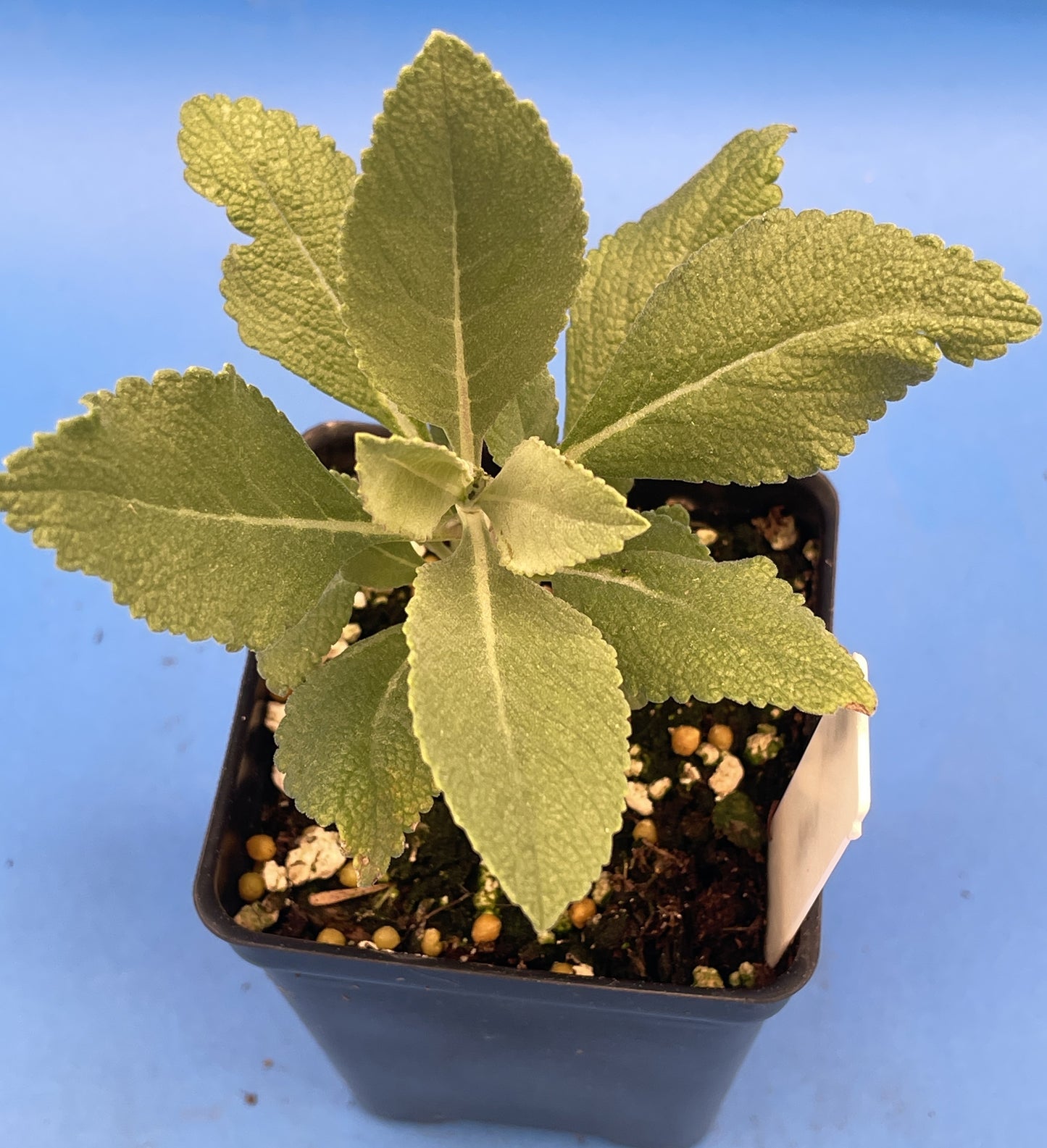 Sage, White Live Starter Plant Salvia Apiana, Ships In 3" Pot , Great Cool Season Plant for Southeast Climates! - No Shipping To California Or Arizona!