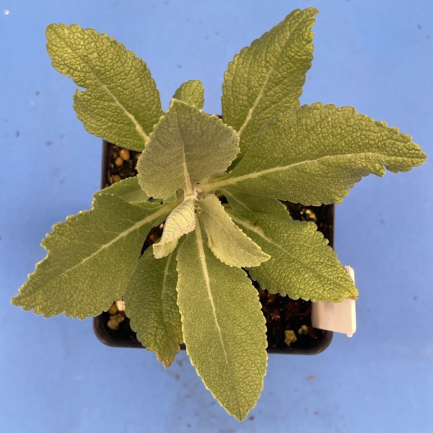 Sage, White Live Starter Plant Salvia Apiana, Ships In 3" Pot , Great Cool Season Plant for Southeast Climates! - No Shipping To California Or Arizona!