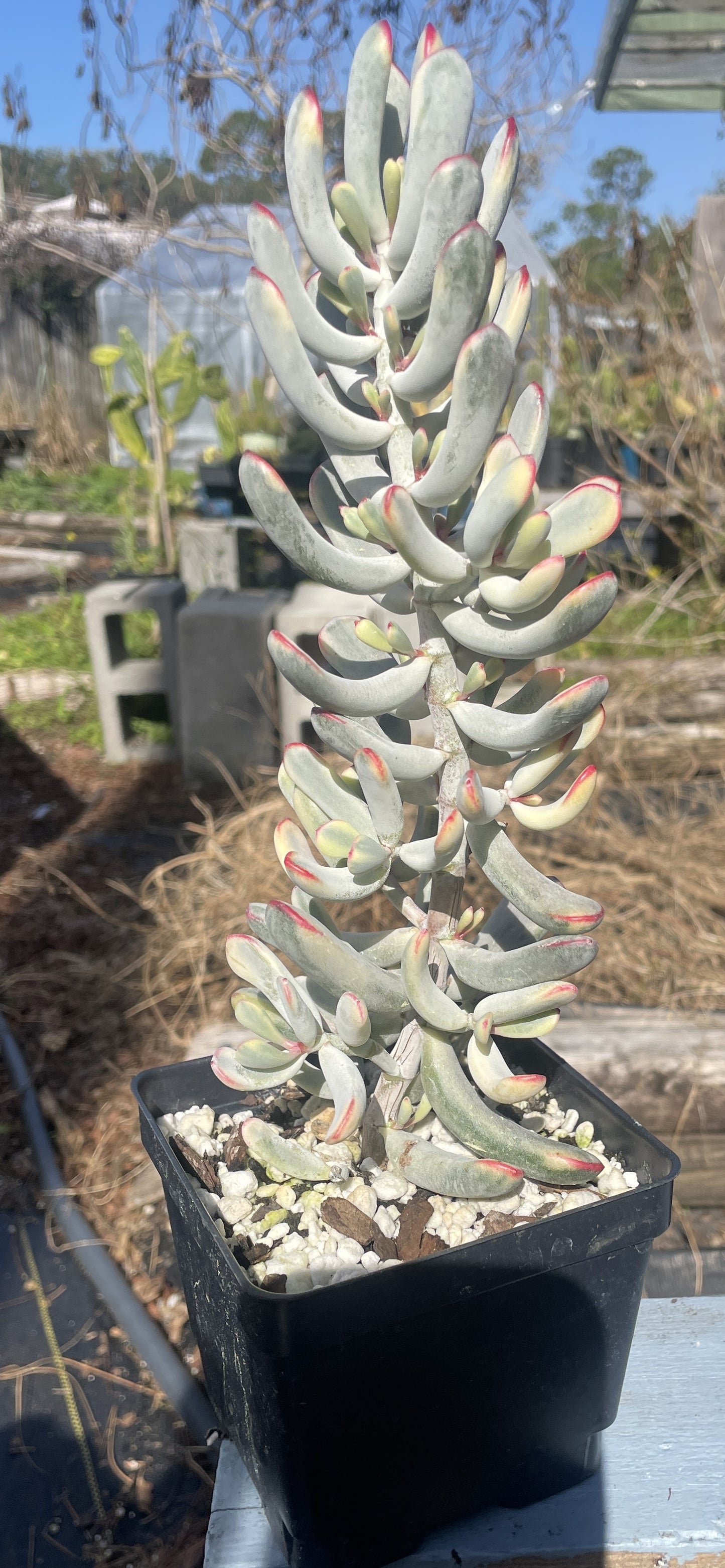 Cotyledon Orbiculata Flanaganii f. variegata Very Large! Rare! 10"+ Tall! 4.5" Pot