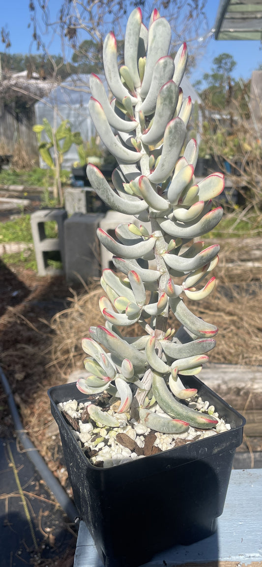 Cotyledon Orbiculata Flanaganii f. variegata Very Large! Rare! 10"+ Tall! 4.5" Pot