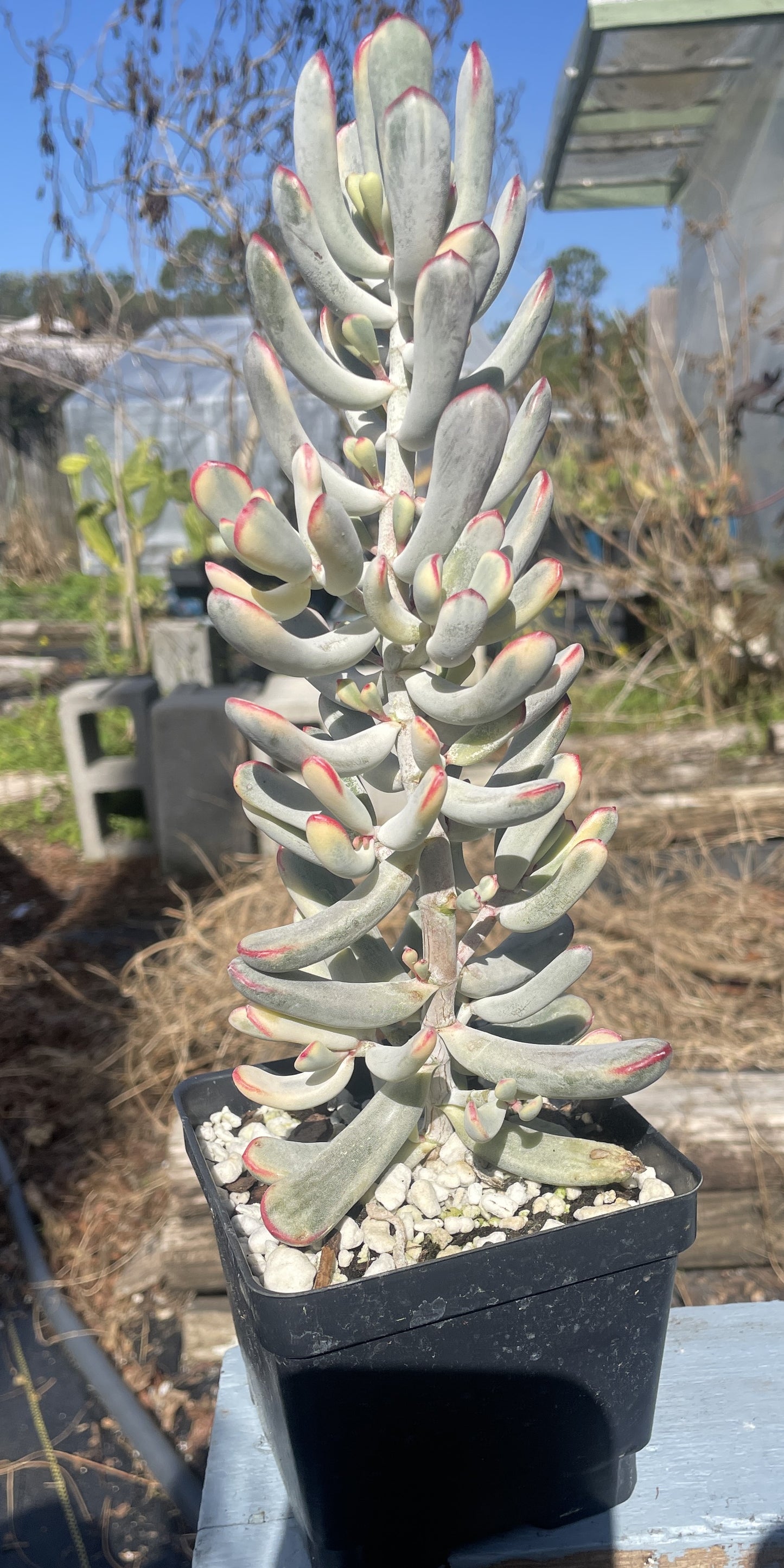 Cotyledon Orbiculata Flanaganii f. variegata Very Large! Rare! 10"+ Tall! 4.5" Pot