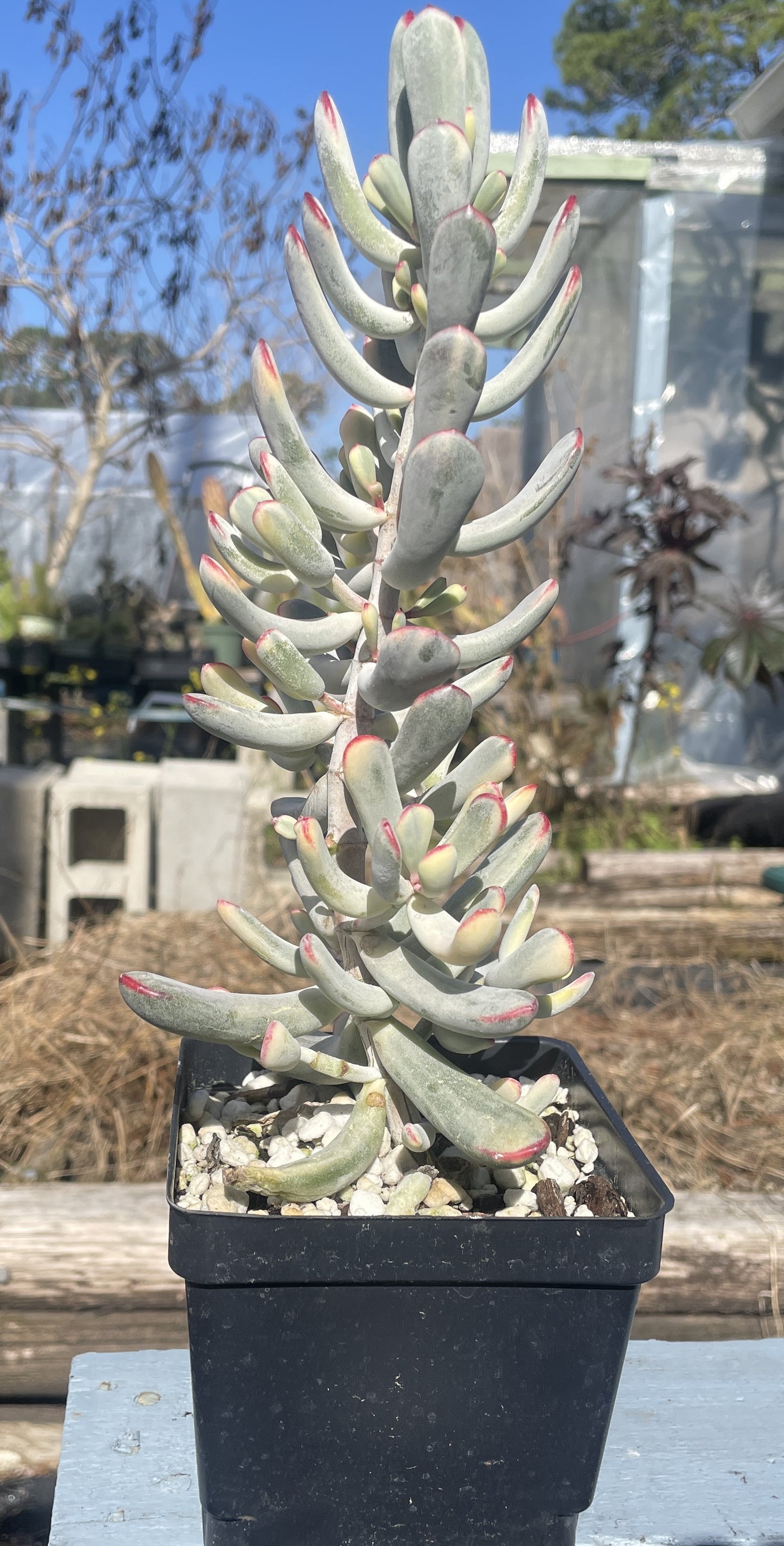 Cotyledon Orbiculata Flanaganii f. variegata Very Large! Rare! 10"+ Tall! 4.5" Pot