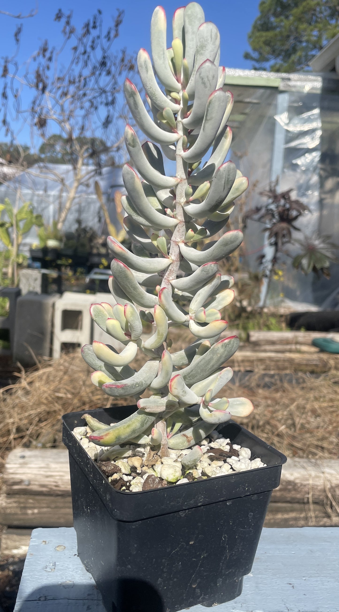 Cotyledon Orbiculata Flanaganii f. variegata Very Large! Rare! 10"+ Tall! 4.5" Pot