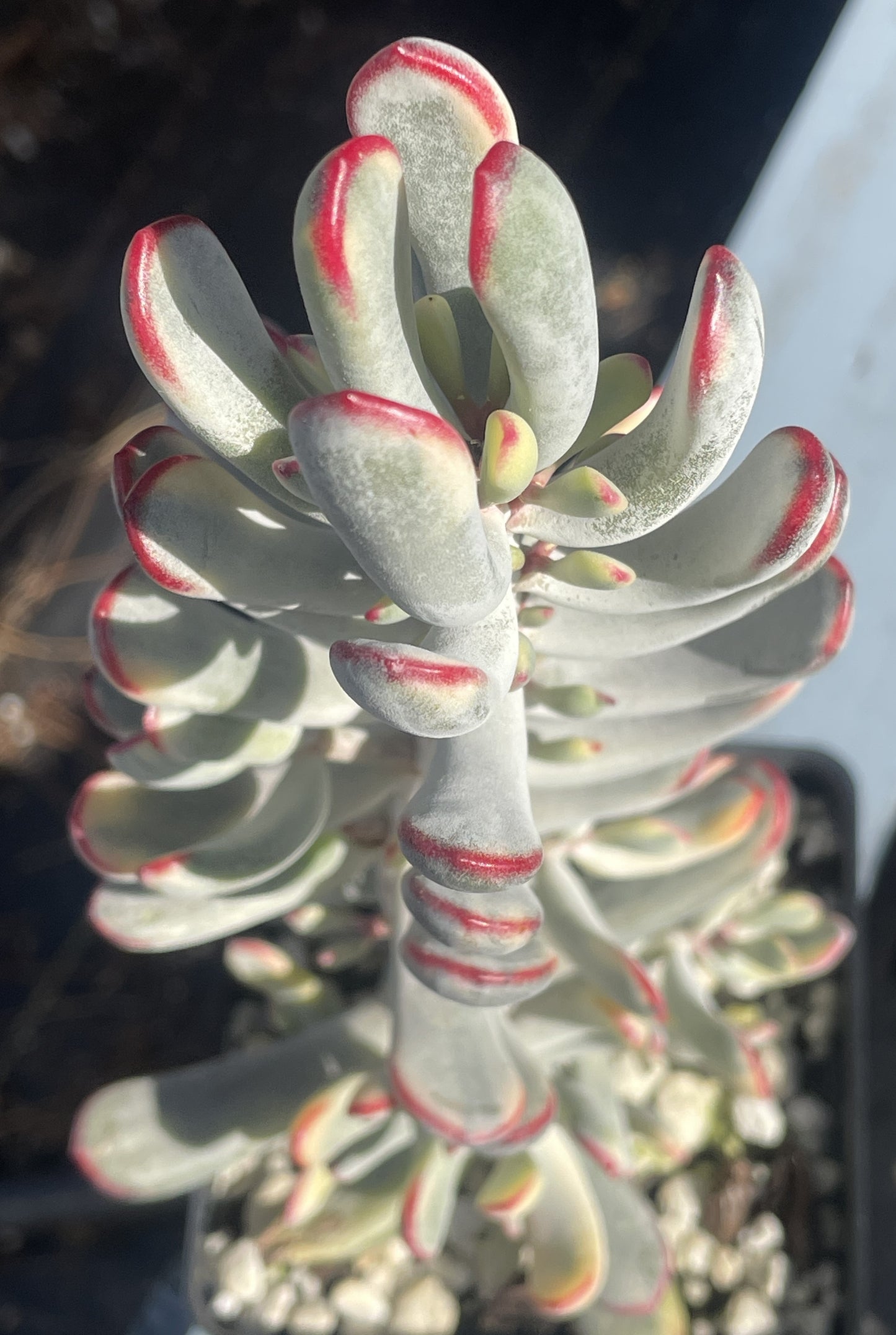 Cotyledon Orbiculata Flanaganii f. variegata Very Large! Rare! 10"+ Tall! 4.5" Pot