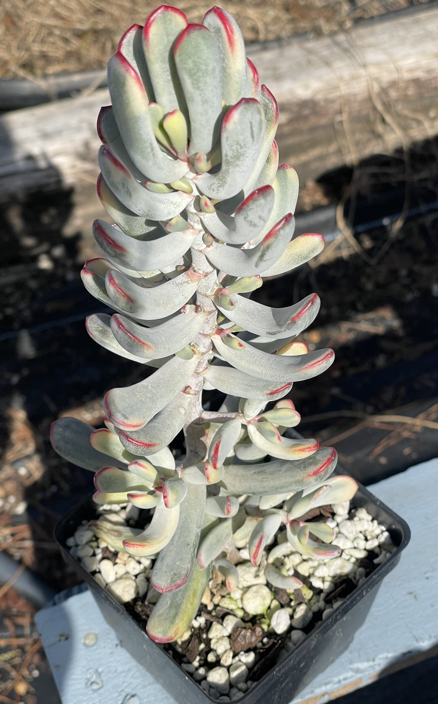 Cotyledon Orbiculata Flanaganii f. variegata Very Large! Rare! 10"+ Tall! 4.5" Pot