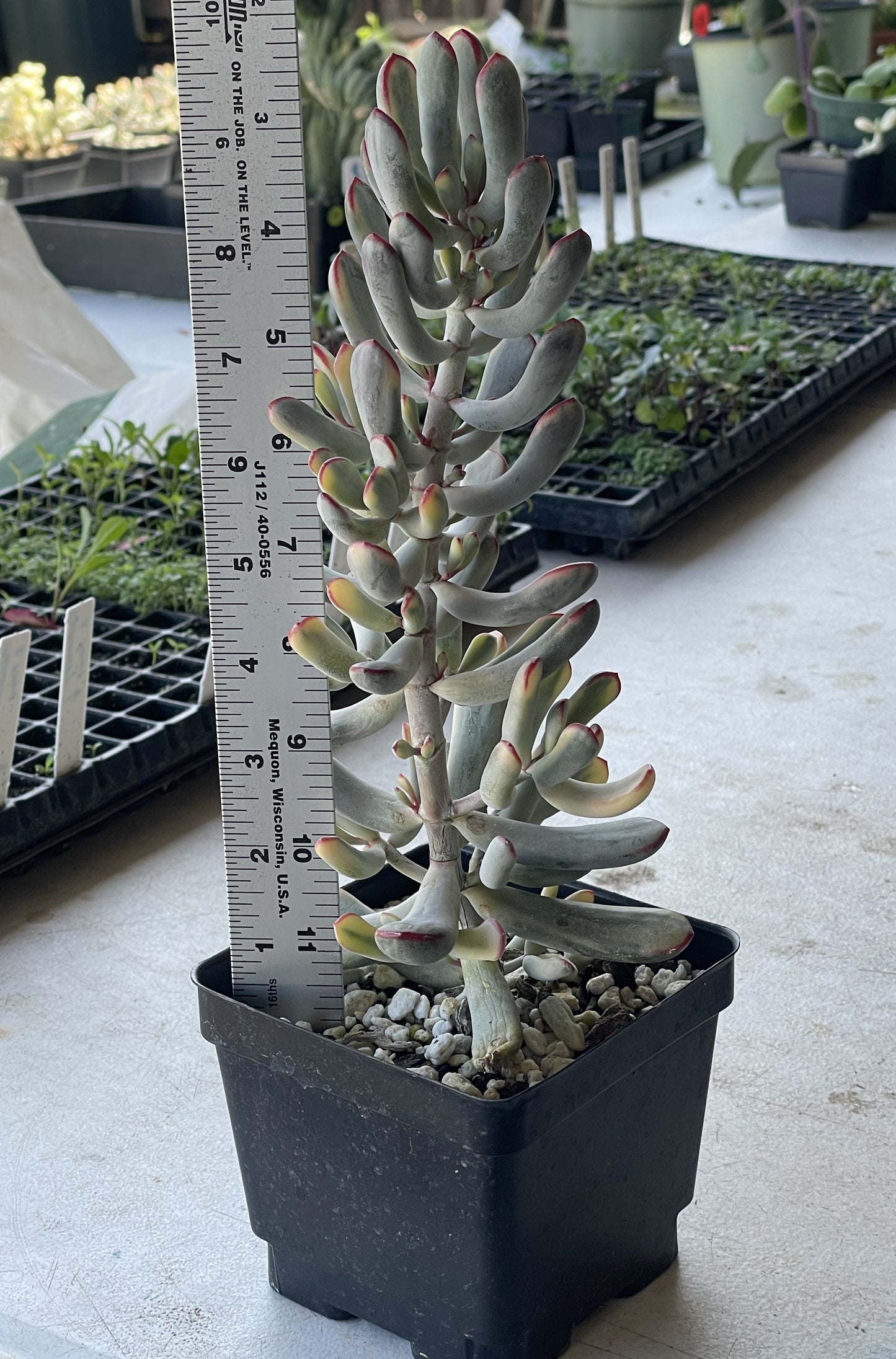 Cotyledon Orbiculata Flanaganii f. variegata Very Large! Rare! 10"+ Tall! 4.5" Pot