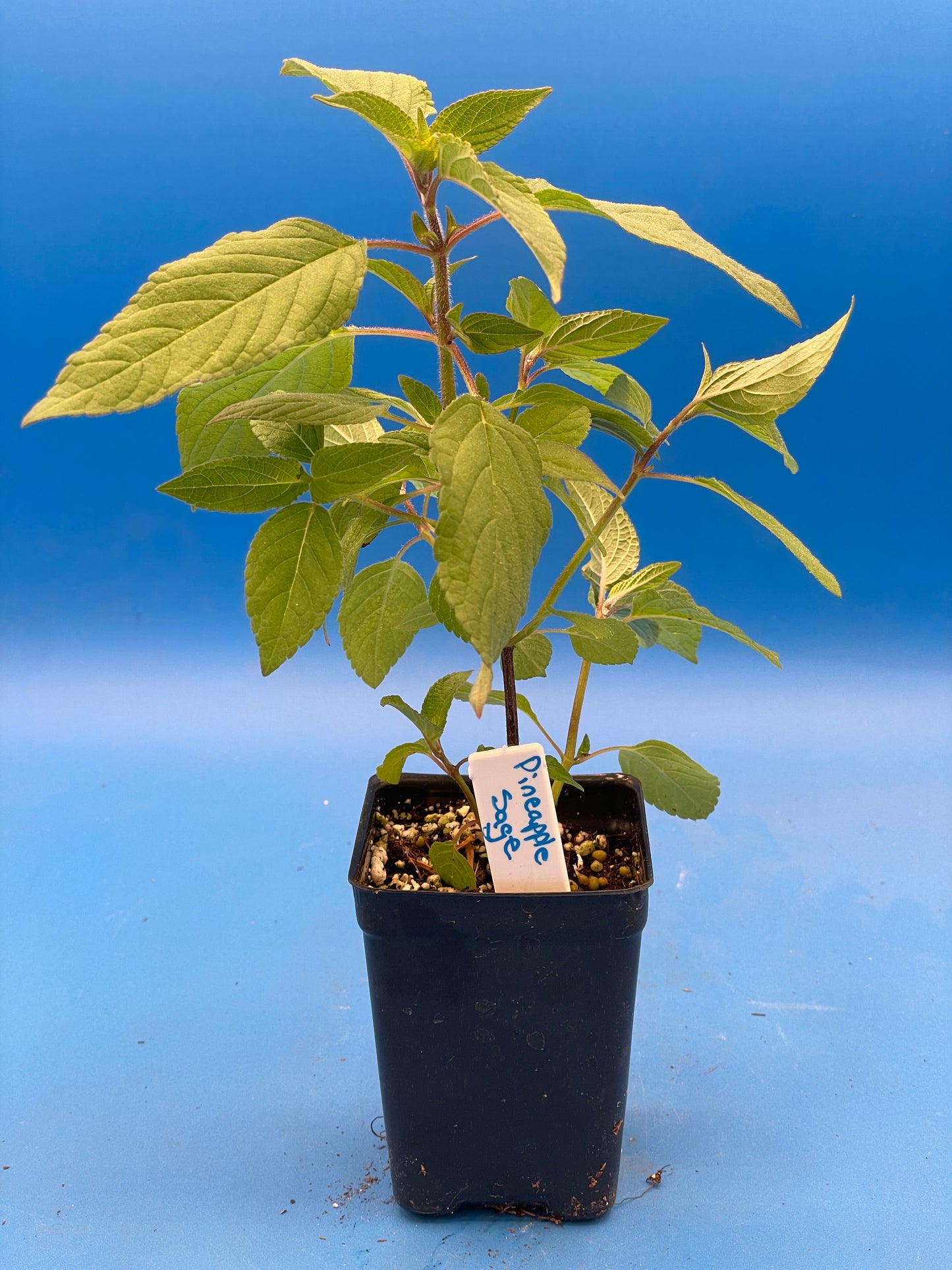 Pineapple Sage Live 3" Starter Plant - Salvia Elegans - Hummingbird Magnet!